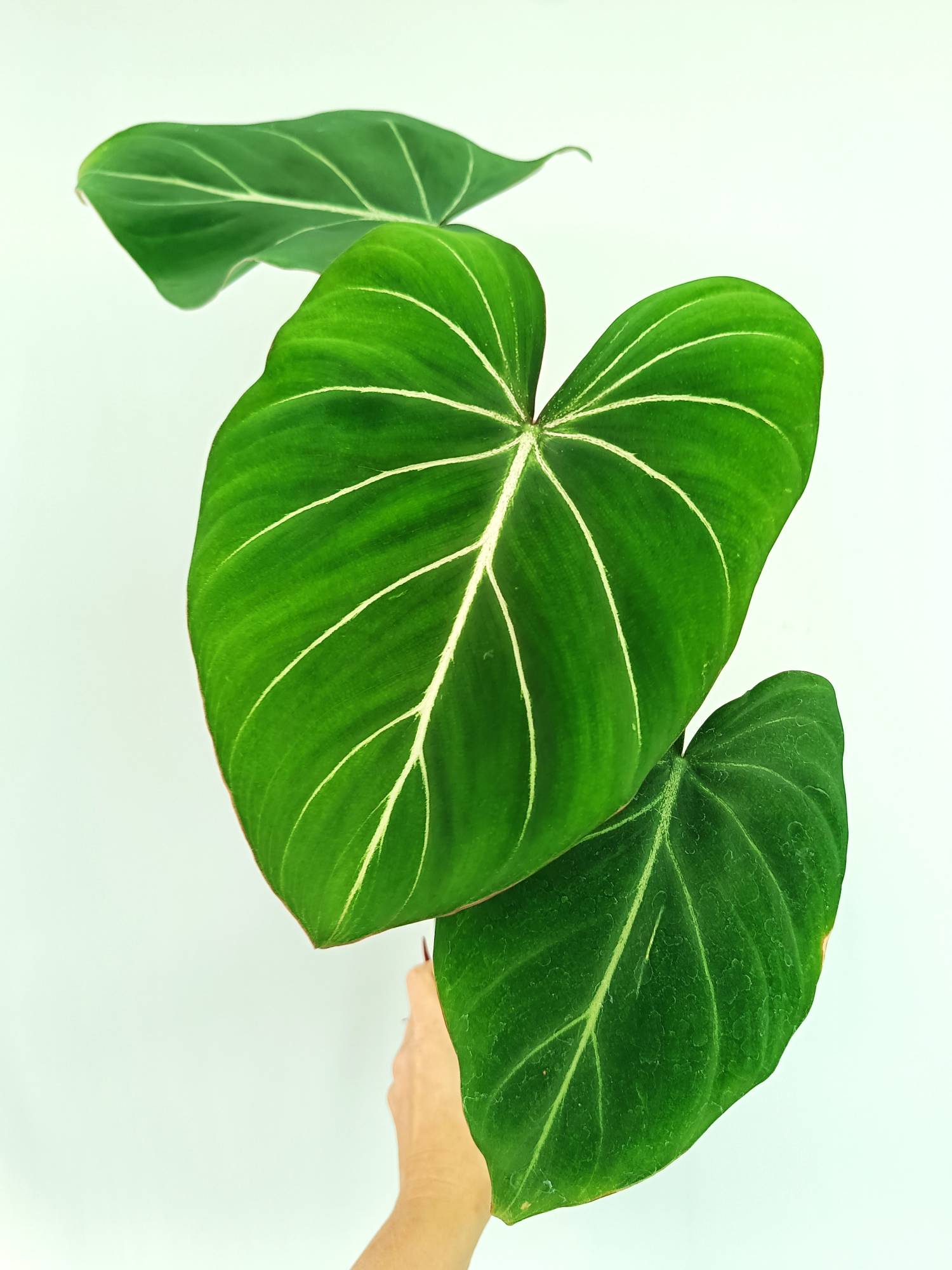 Philodendron Gloriosum Round Form