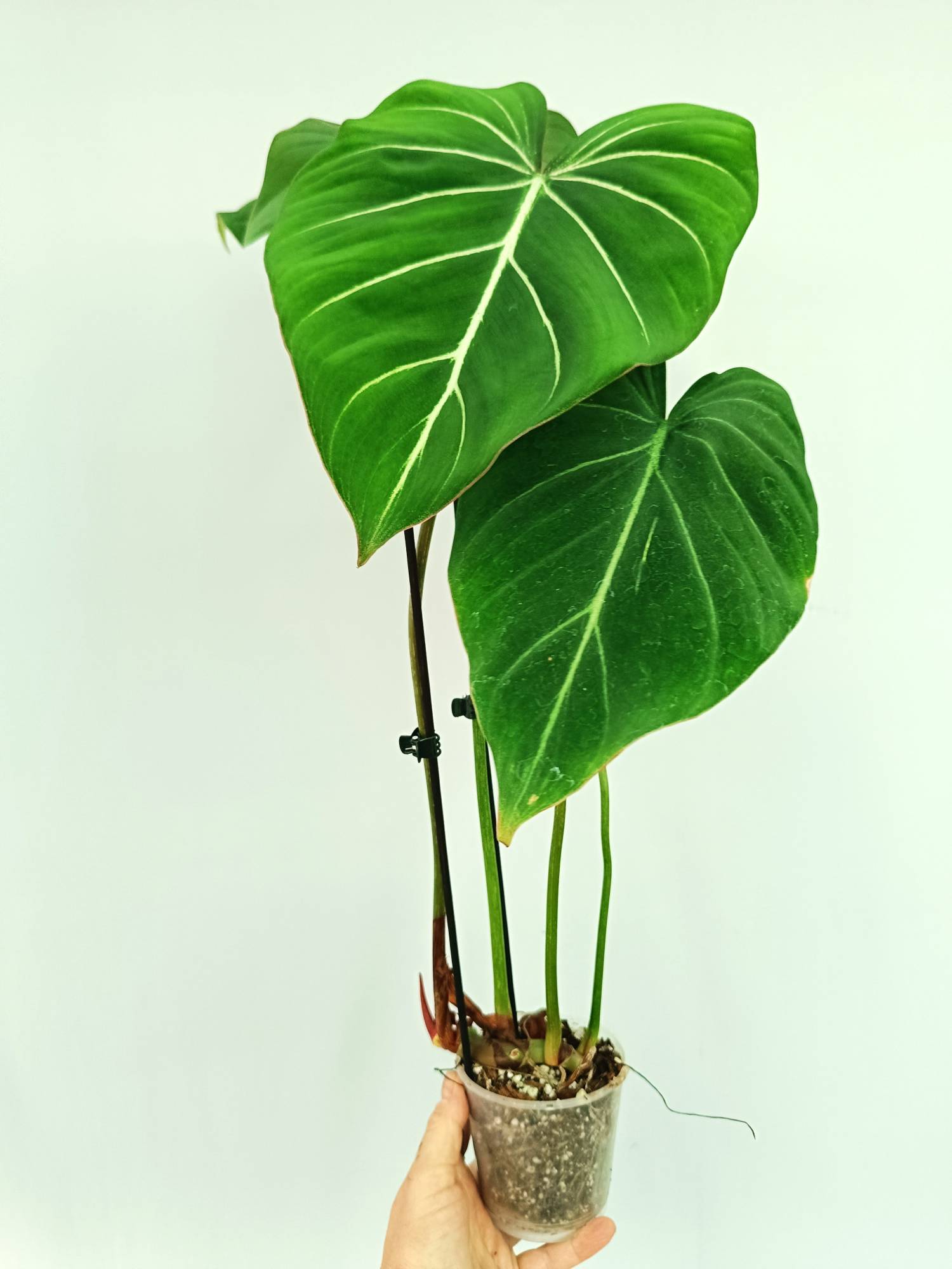 Philodendron Gloriosum Round Form