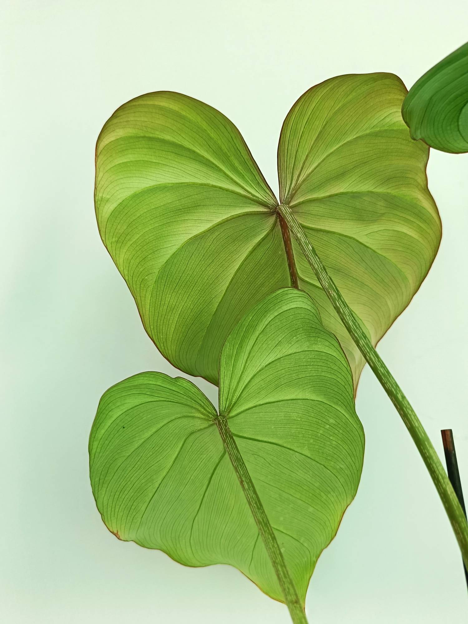 philodendron round leaves Philodendron Gloriosum Round Form (young plant)