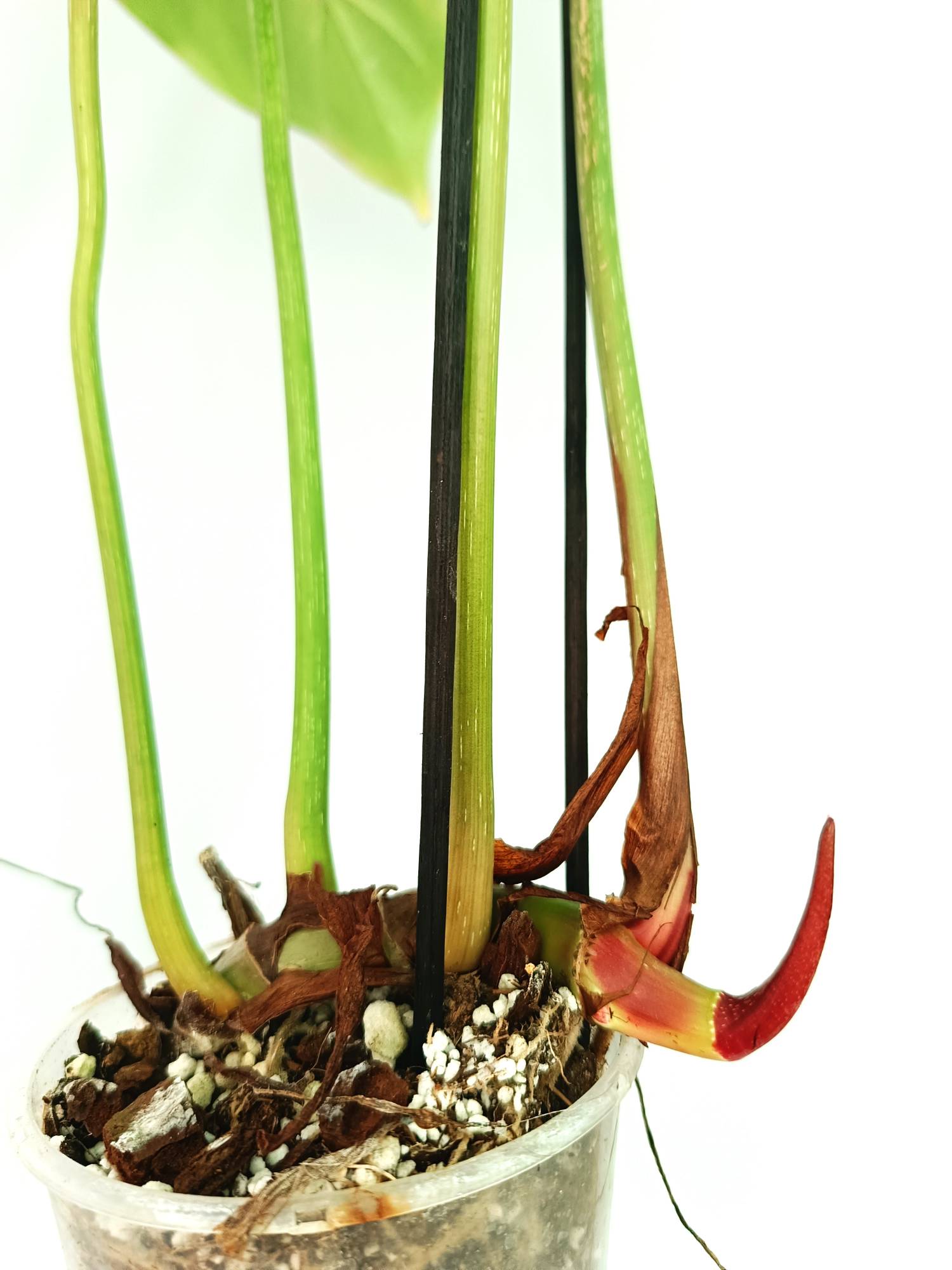 philodendron gloriosum seeds Philodendron Gloriosum Round Form (young plant)