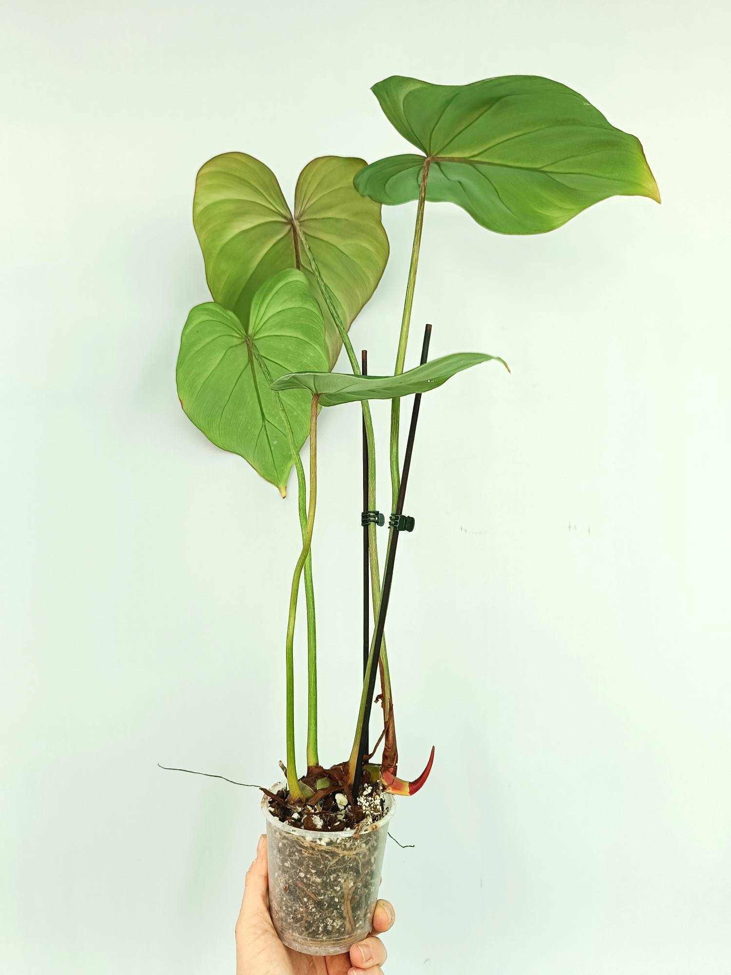 philodendron gloriosum groß Philodendron Gloriosum Round Form (young plant)