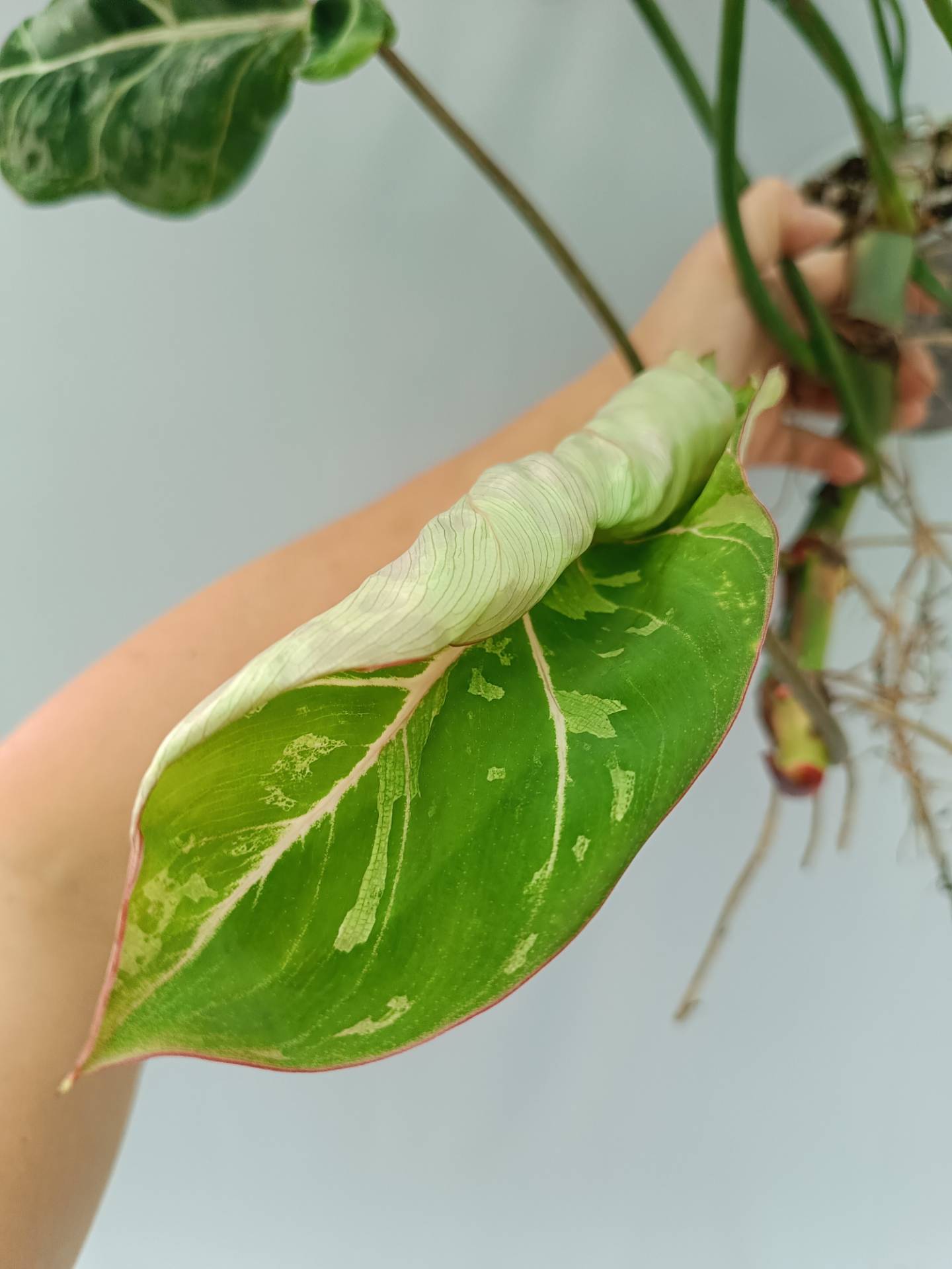 Philodendron Gloriosum Variegata