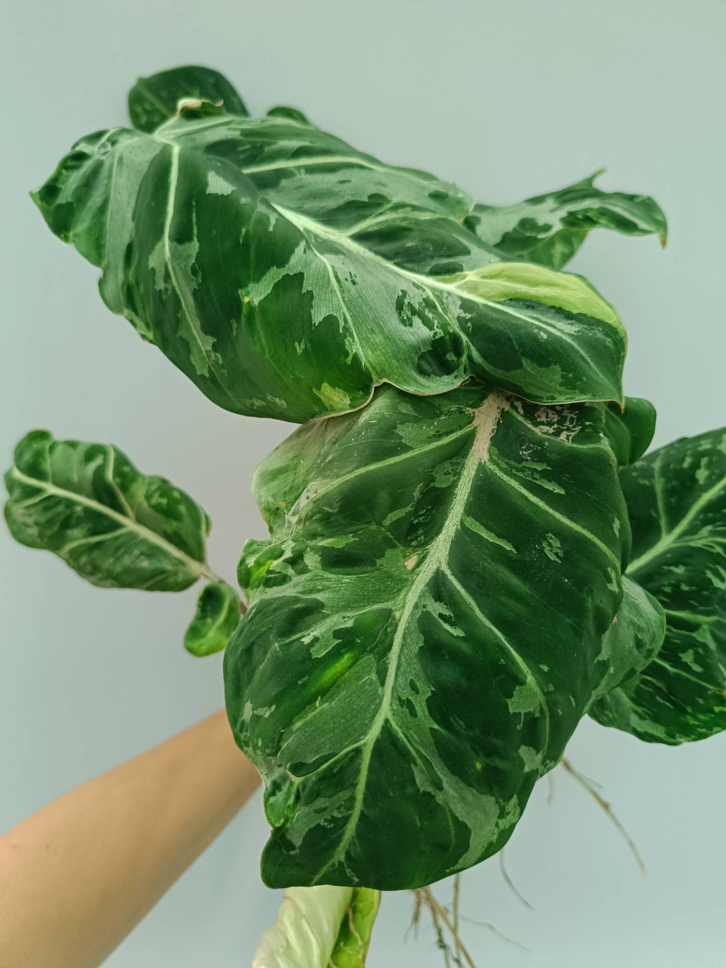 Philodendron Gloriosum Variegata