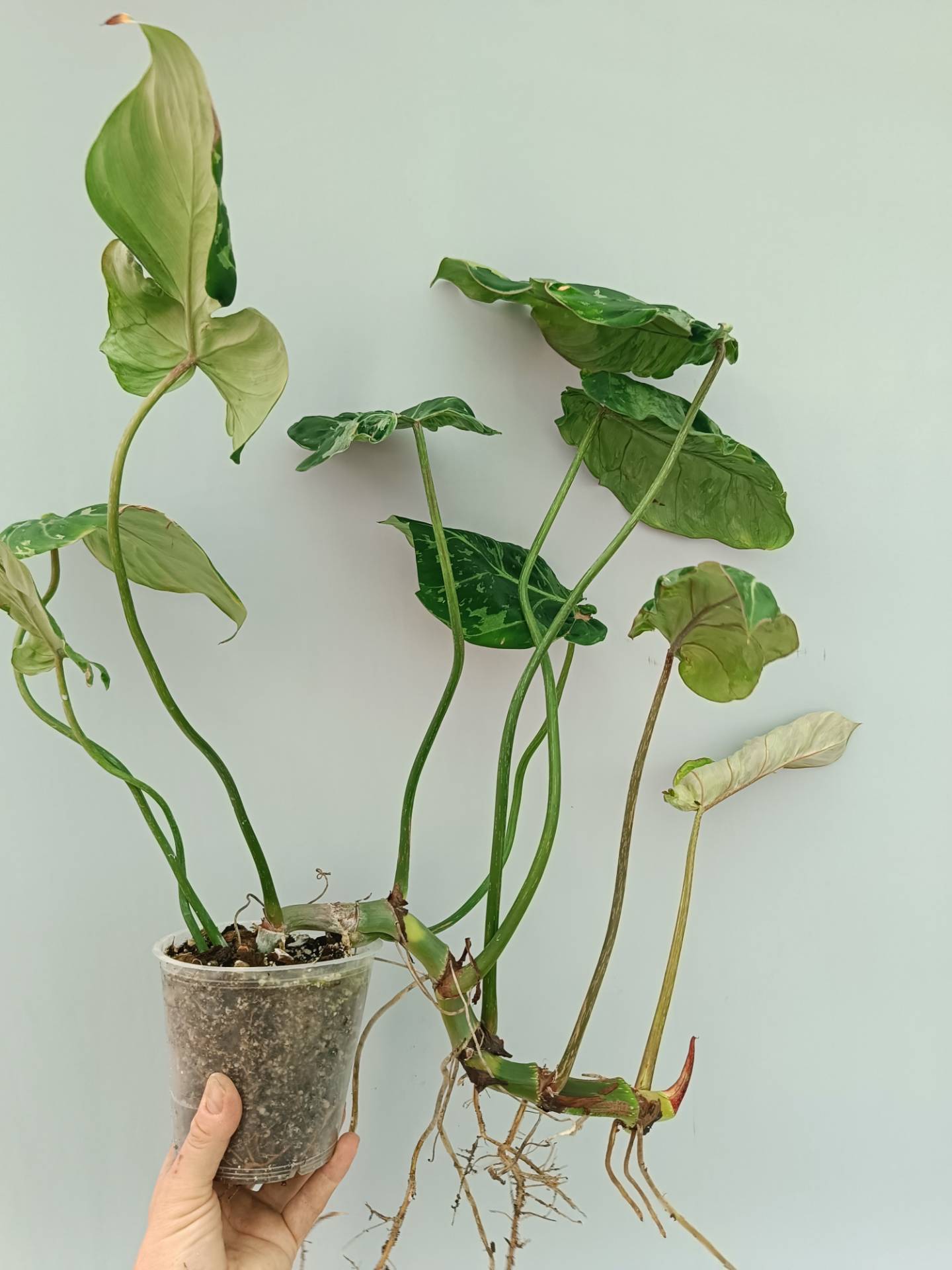 Philodendron Gloriosum Variegata