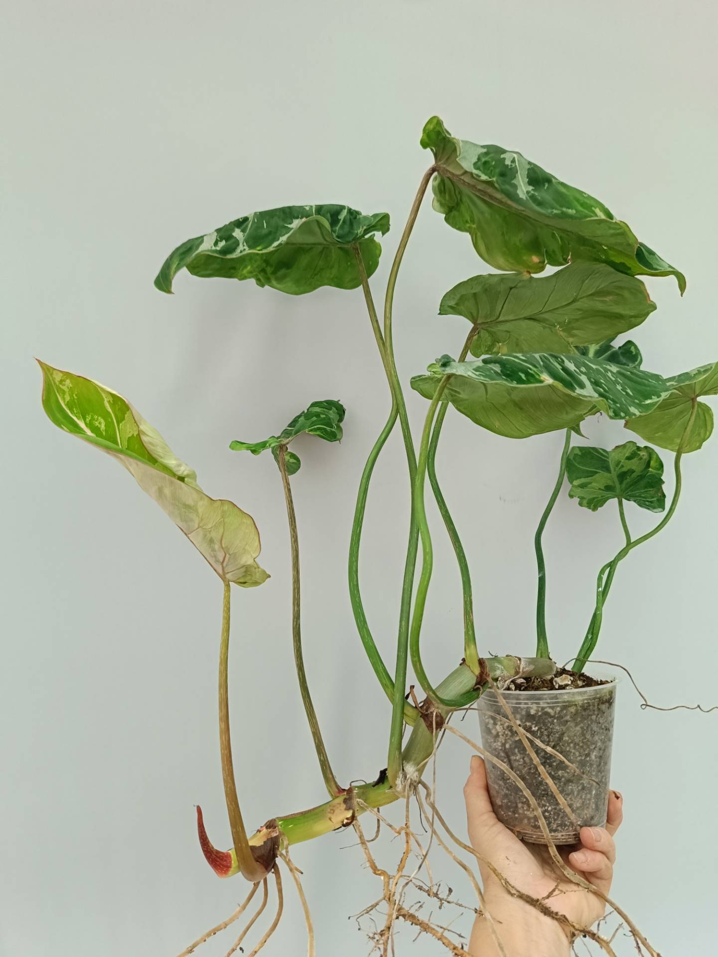 Philodendron Gloriosum Variegata