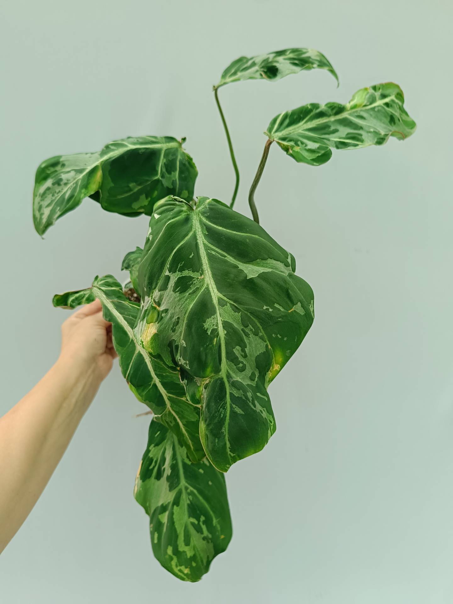 Philodendron Gloriosum Variegata