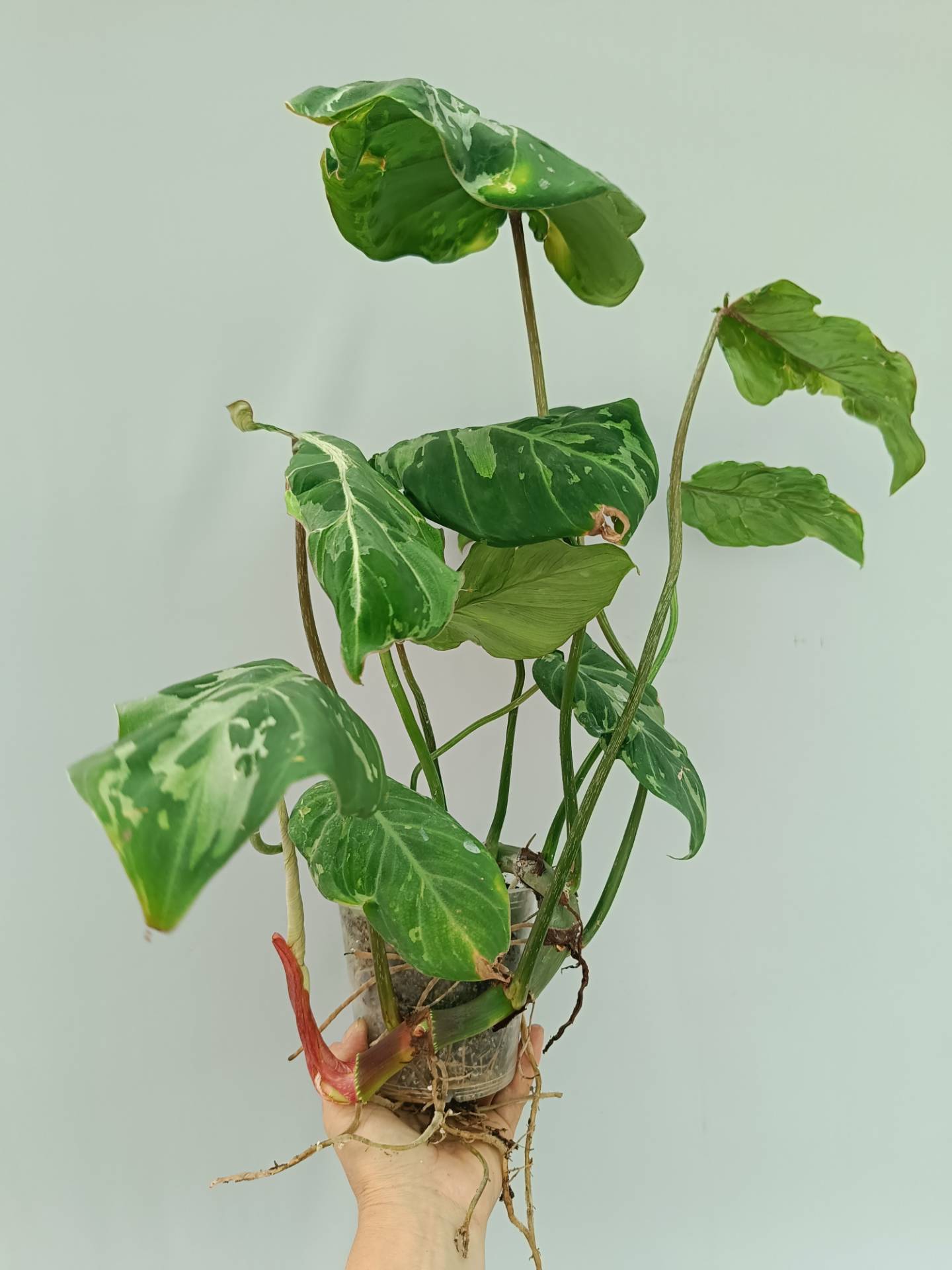 Philodendron Gloriosum Variegata