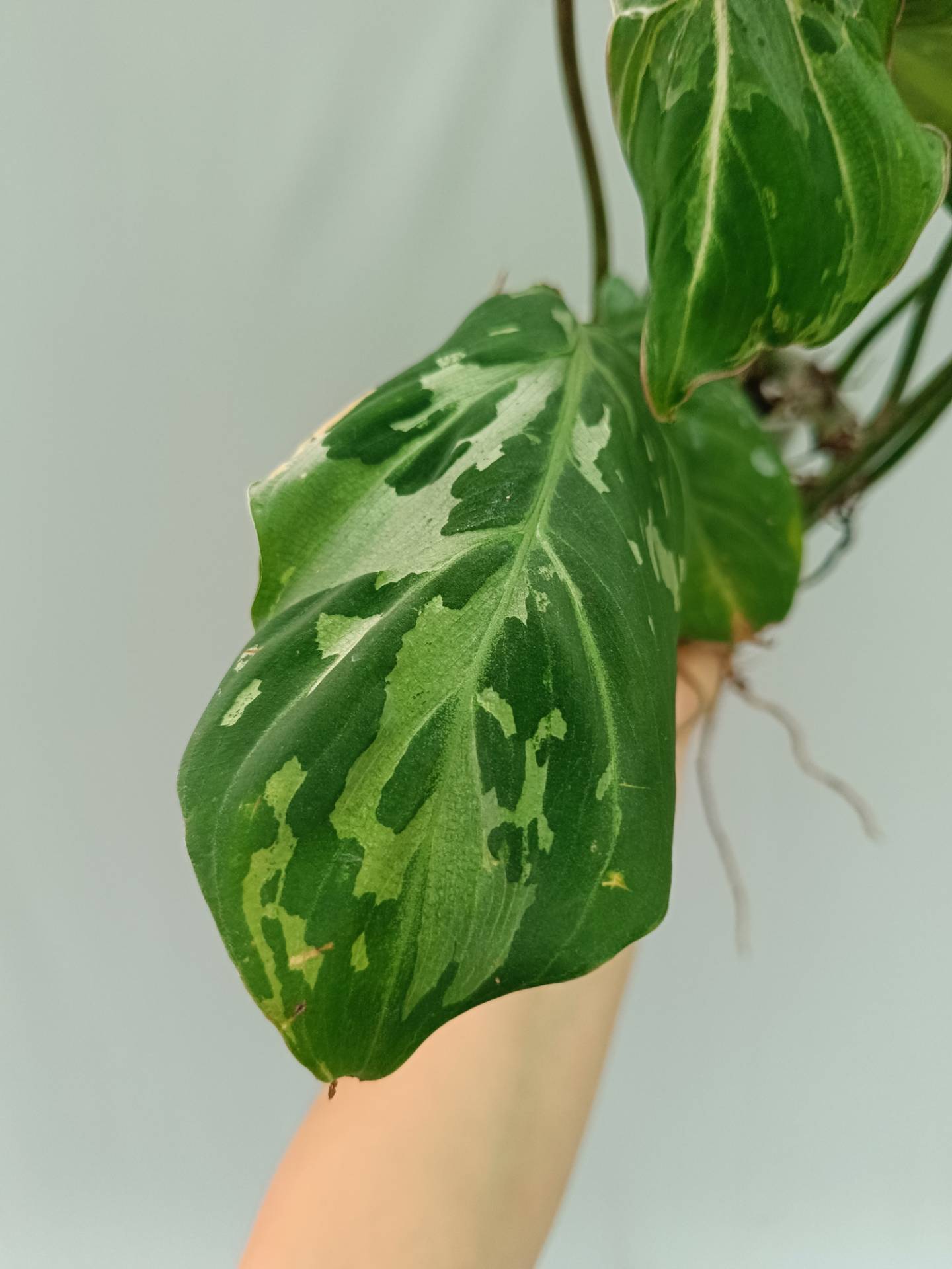 Philodendron Gloriosum Variegata