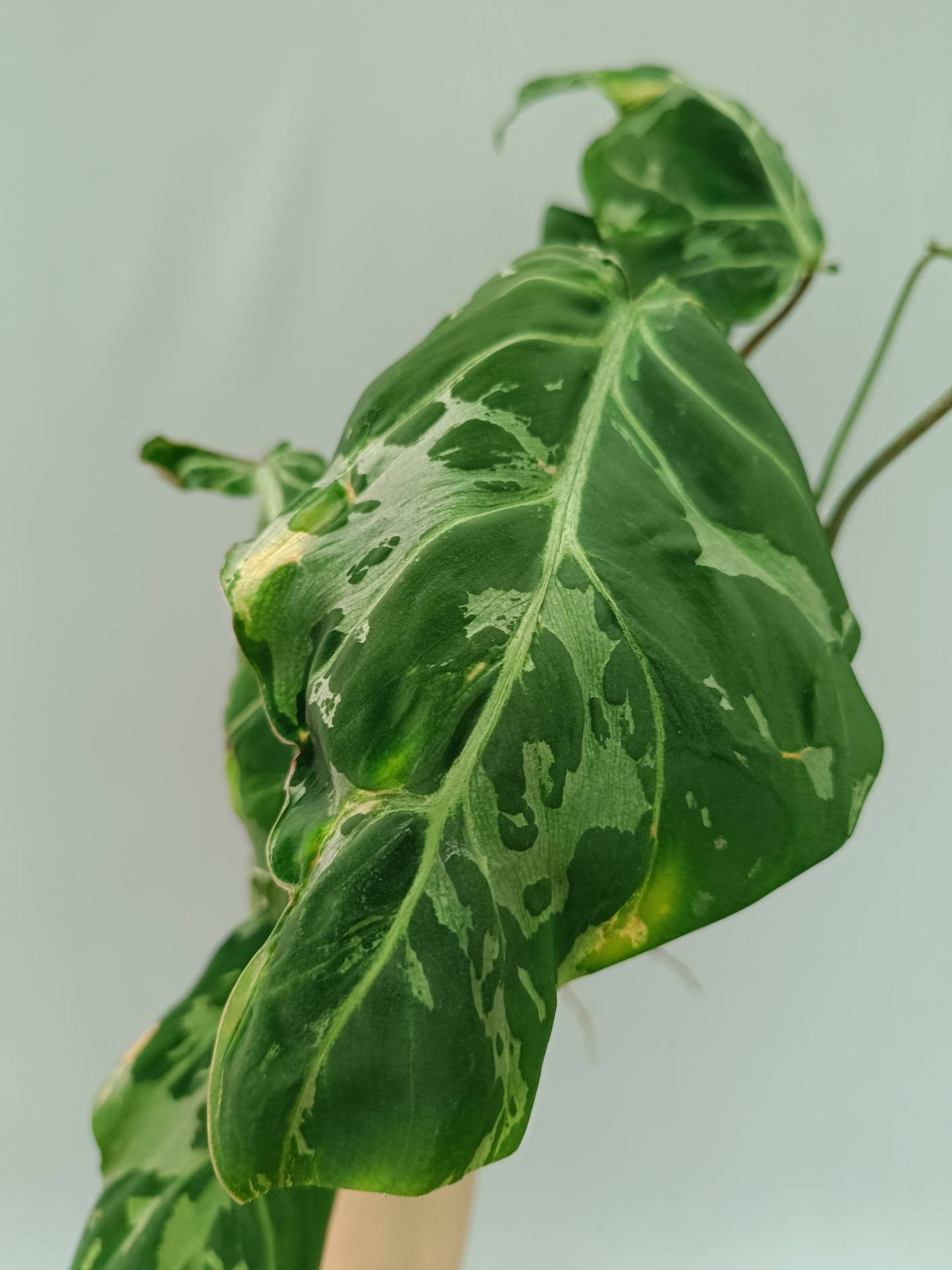 philodendron gloriosum yellow spots Philodendron Gloriosum Variegata