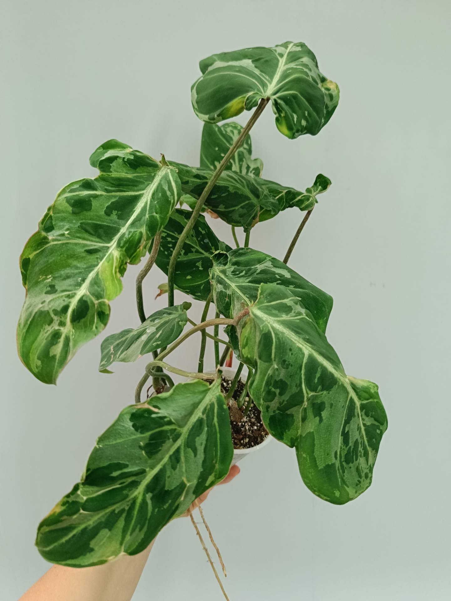 Philodendron Gloriosum Variegata