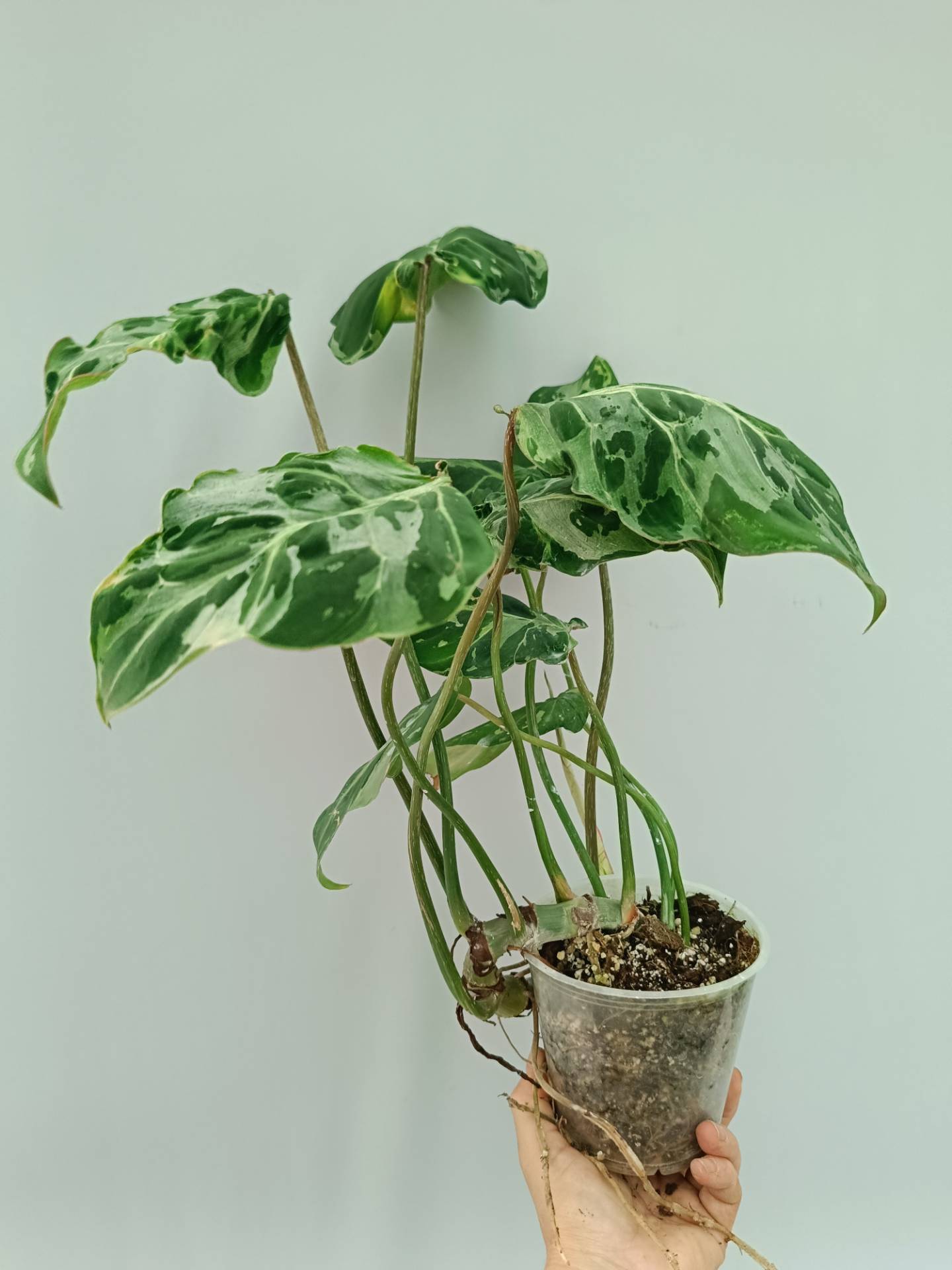 Philodendron Gloriosum Variegata