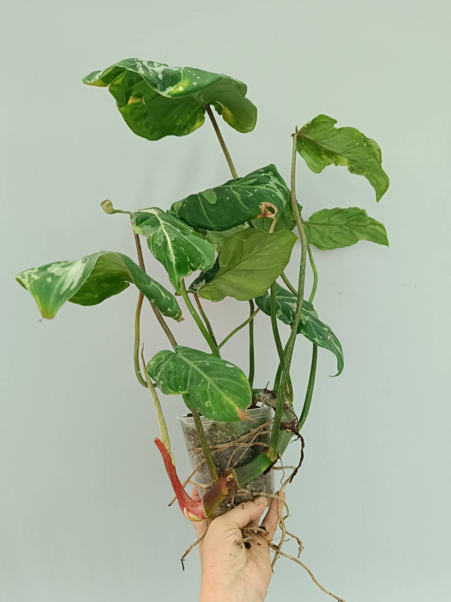 Philodendron Gloriosum Variegata