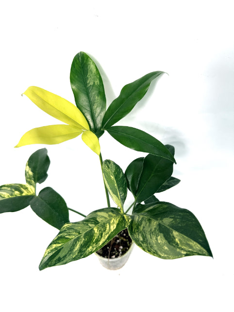 philodendron goeldii young Philodendron Goeldii Variegata
