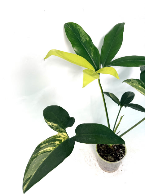 philodendron_goeldii_variegata