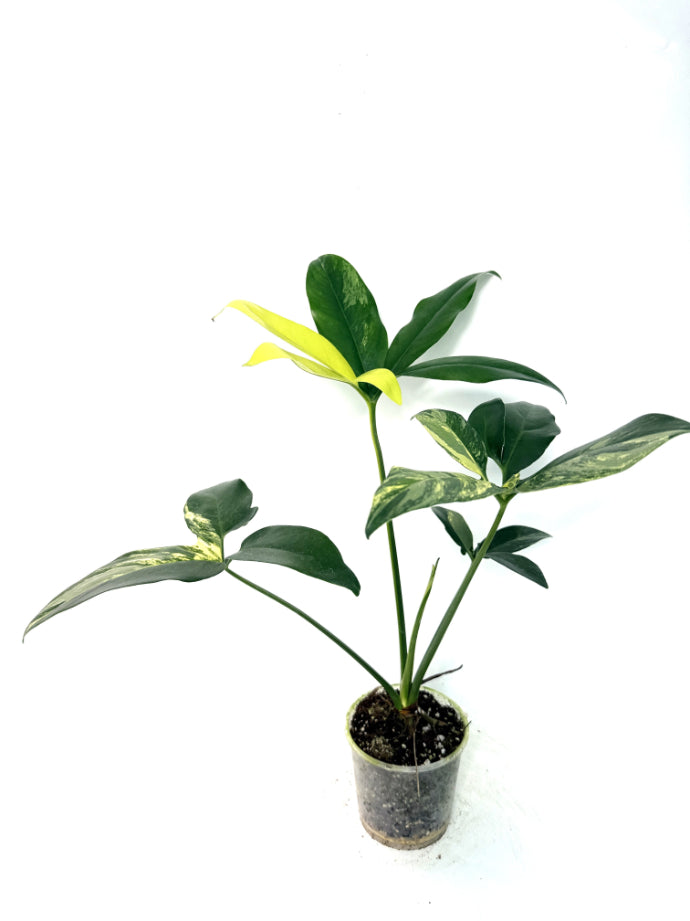 philodendron goeldii variegata Philodendron Goeldii Variegata