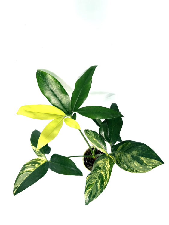 philodendron_goeldii_variegata