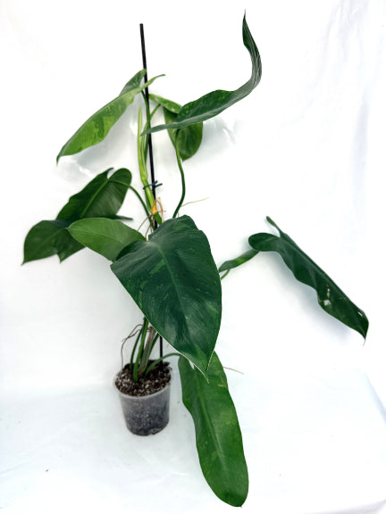 philodendron_jose_buono_XL