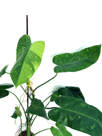 philodendron_jose_buono_XL