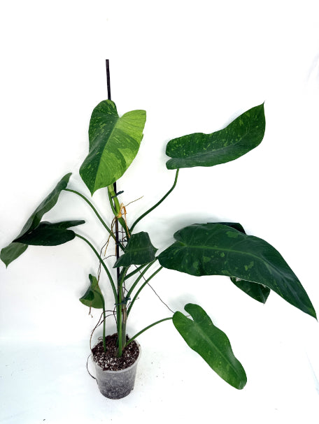 philodendron_jose_buono_XL