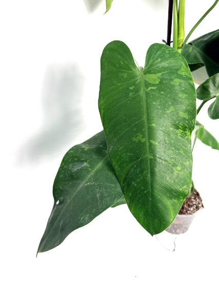 philodendron_jose_buono_XL
