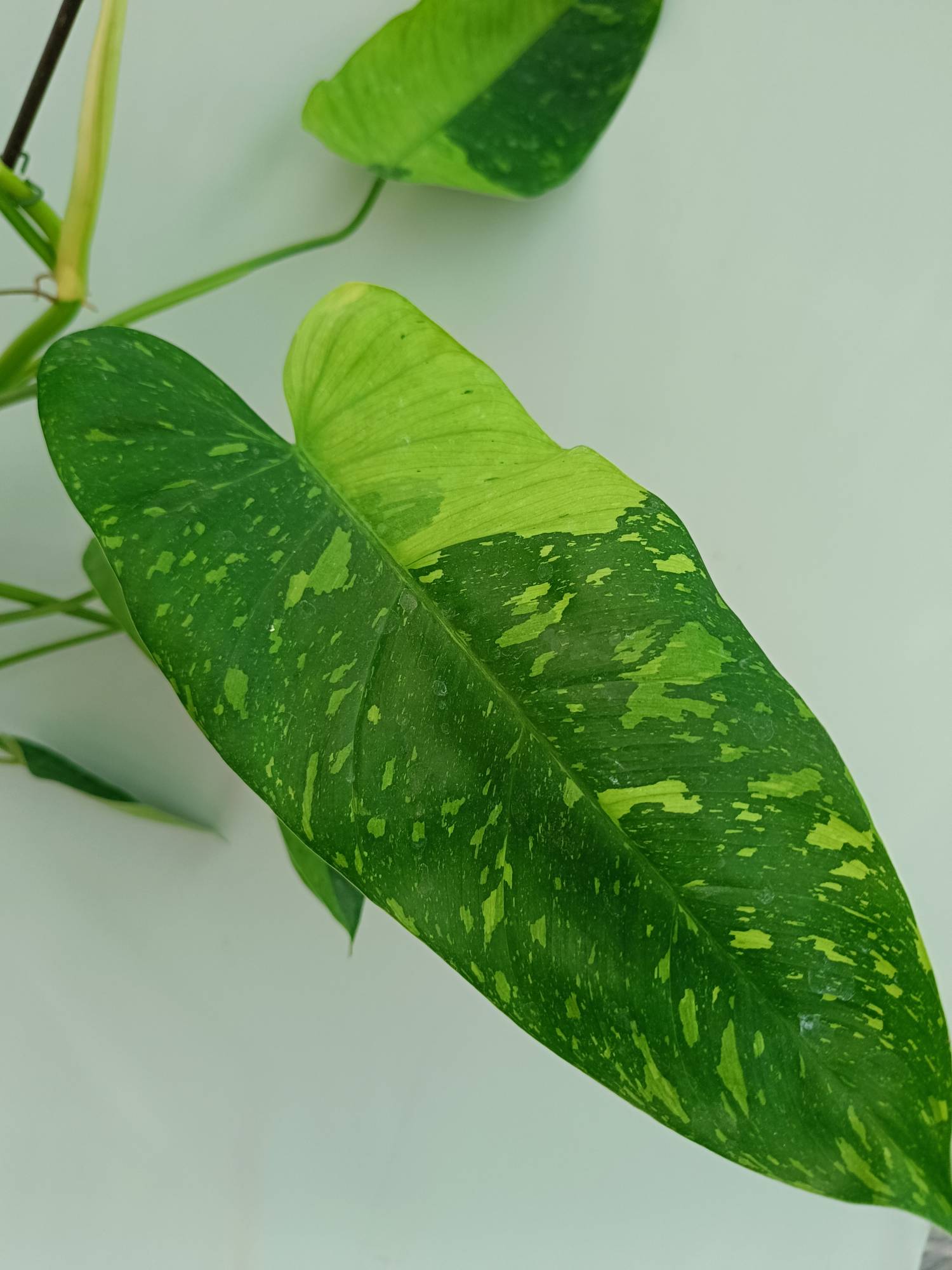 Philodendron Jose Buono variegata