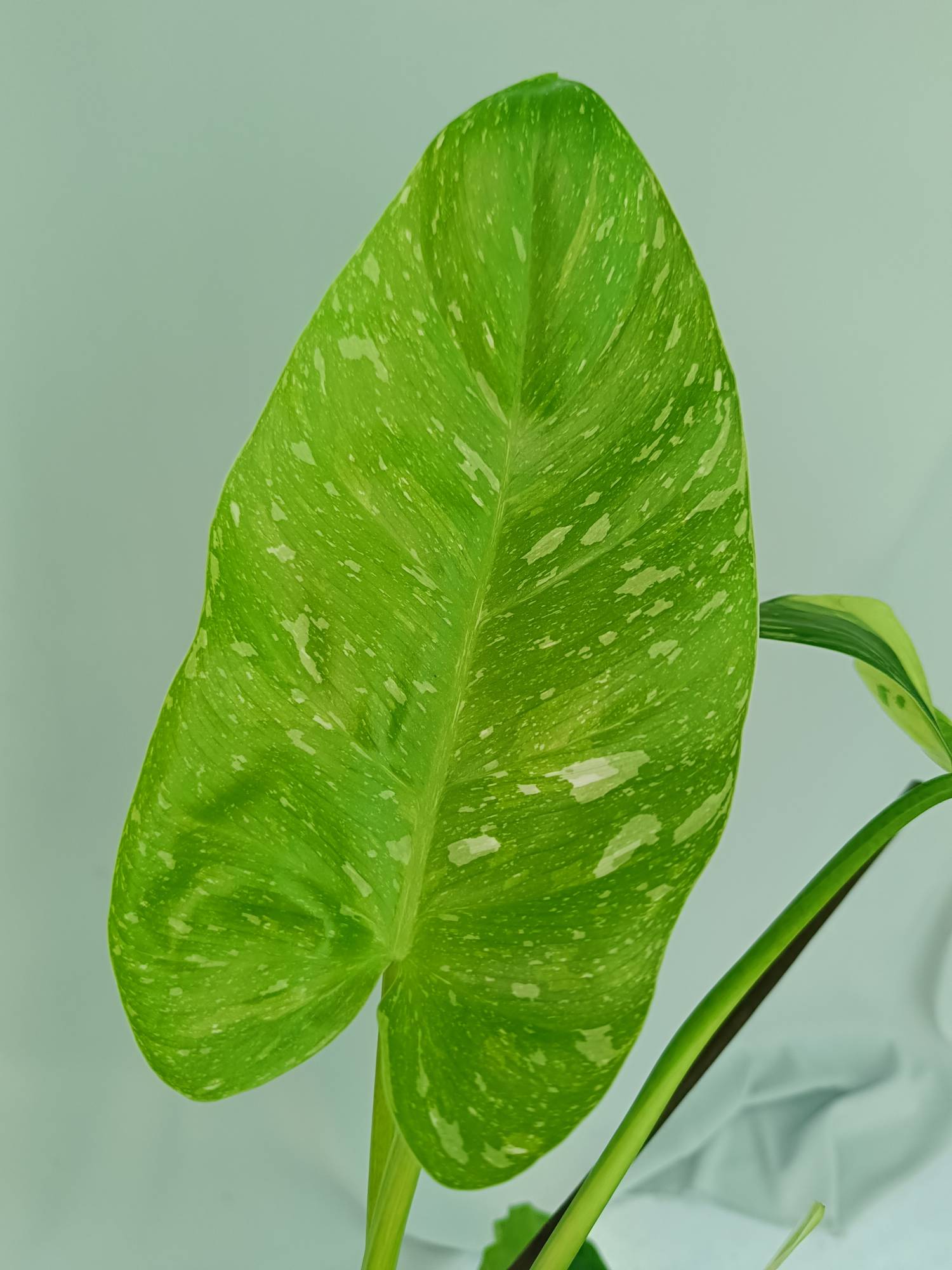 Philodendron Jose Buono variegata