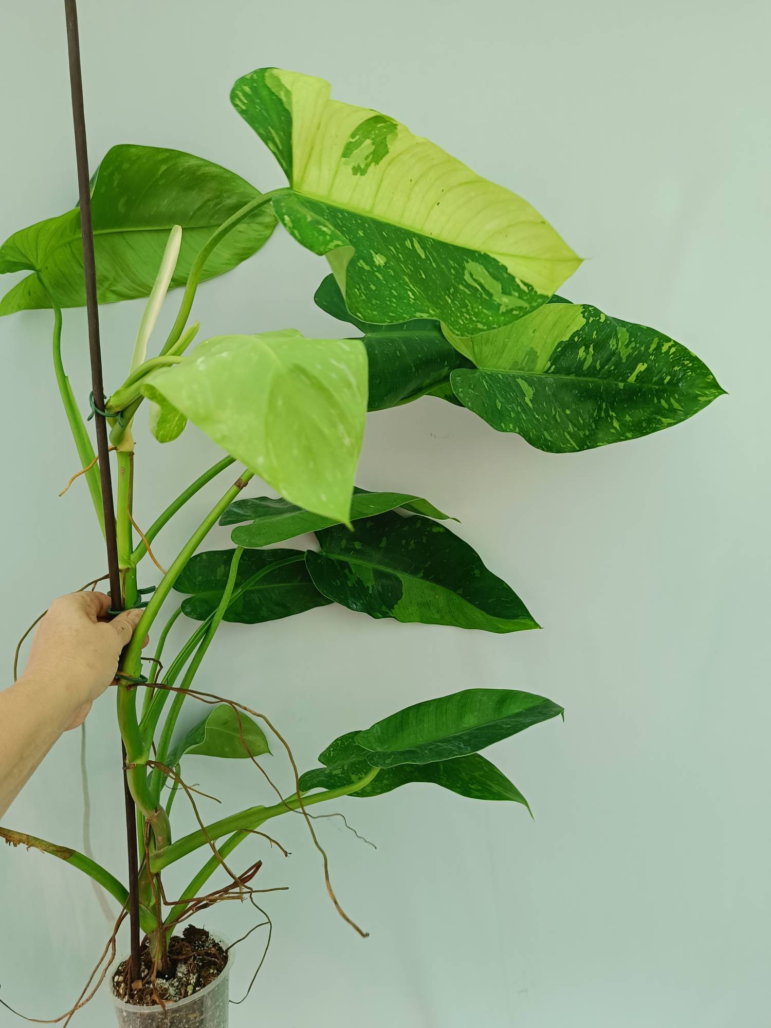 Philodendron Jose Buono variegata