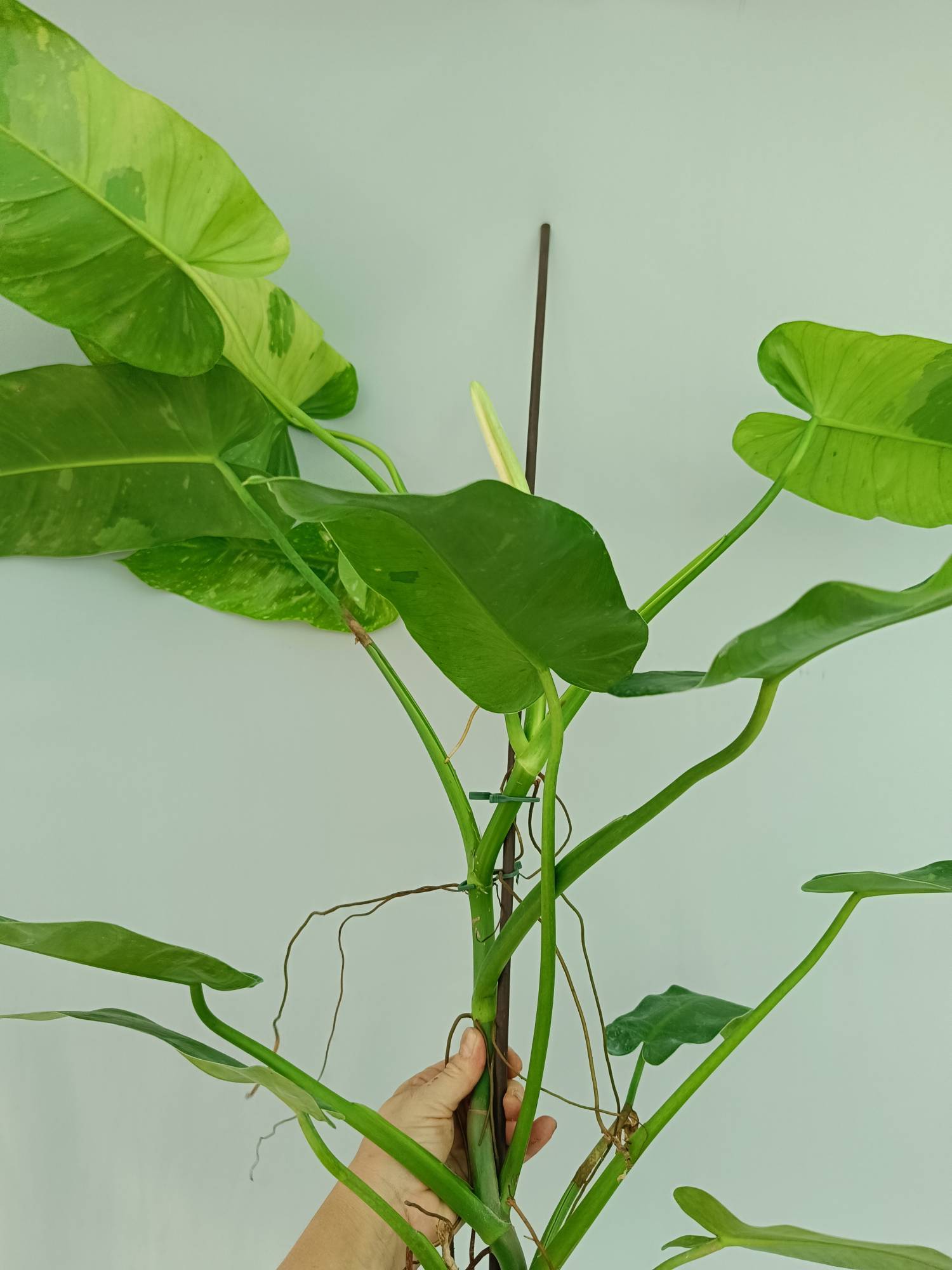 Philodendron Jose Buono variegata