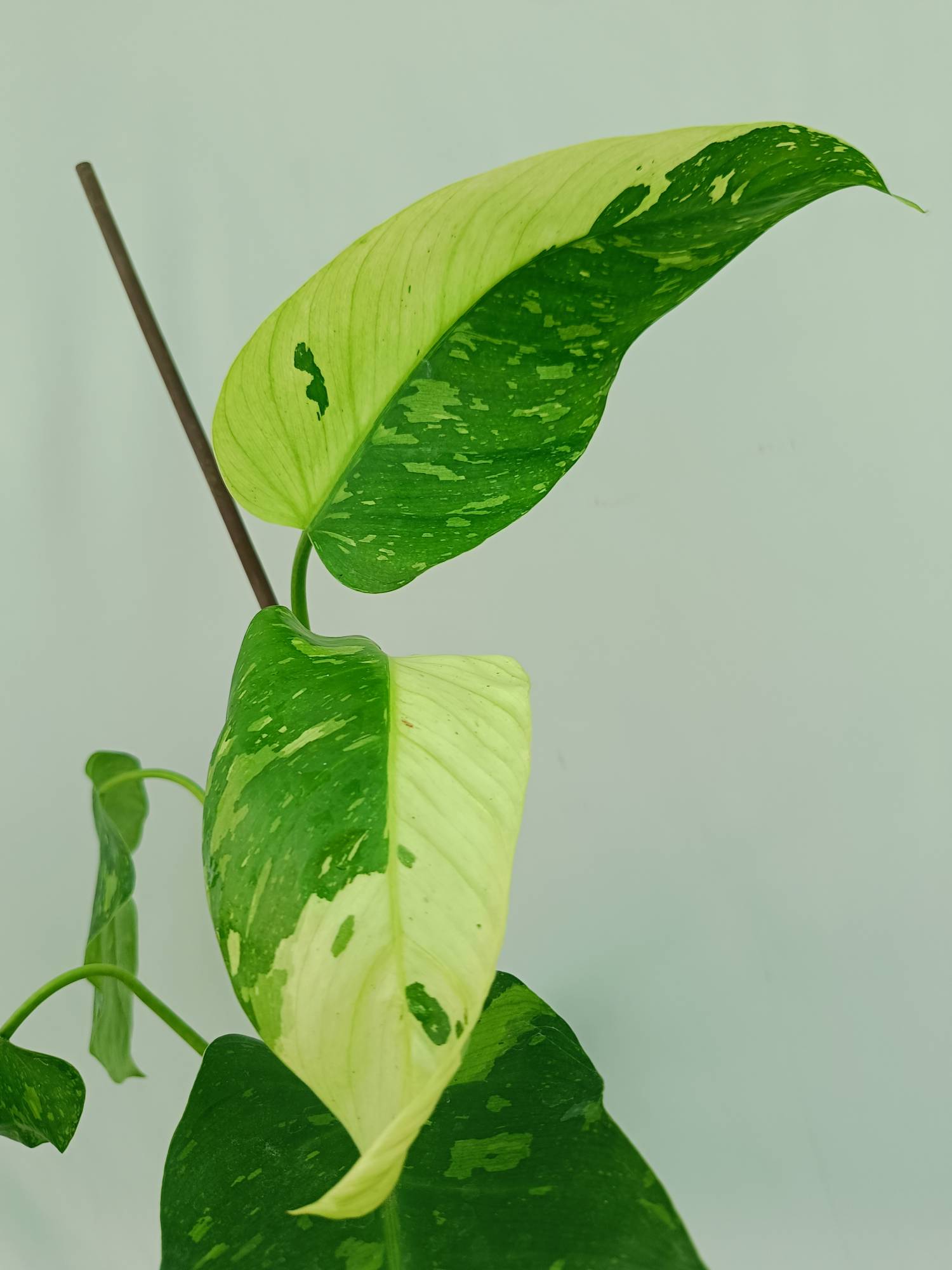 Philodendron Jose Buono variegata