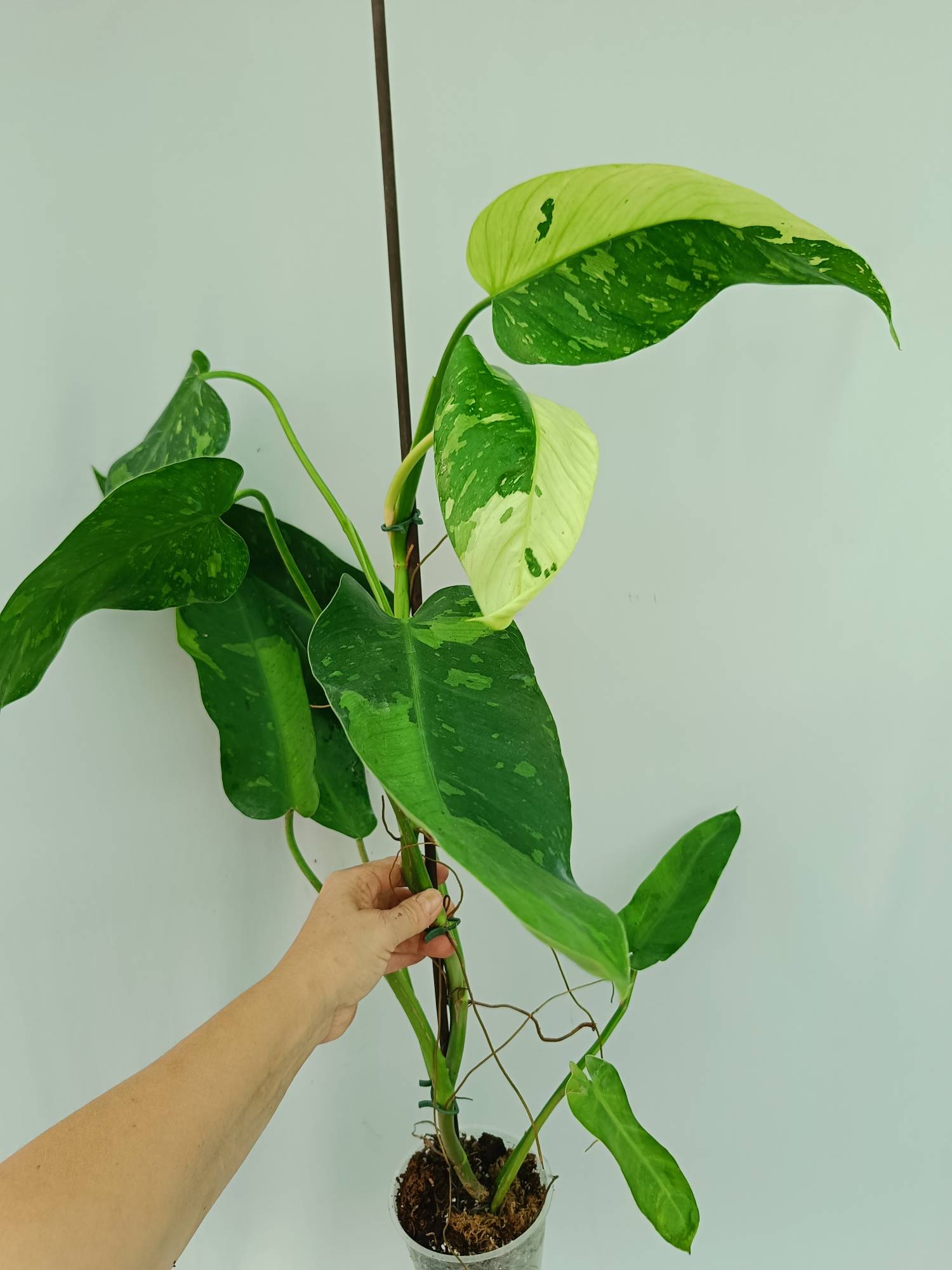 Philodendron Jose Buono variegata