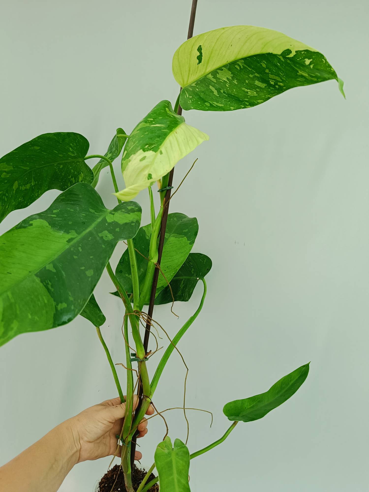 Philodendron Jose Buono variegata