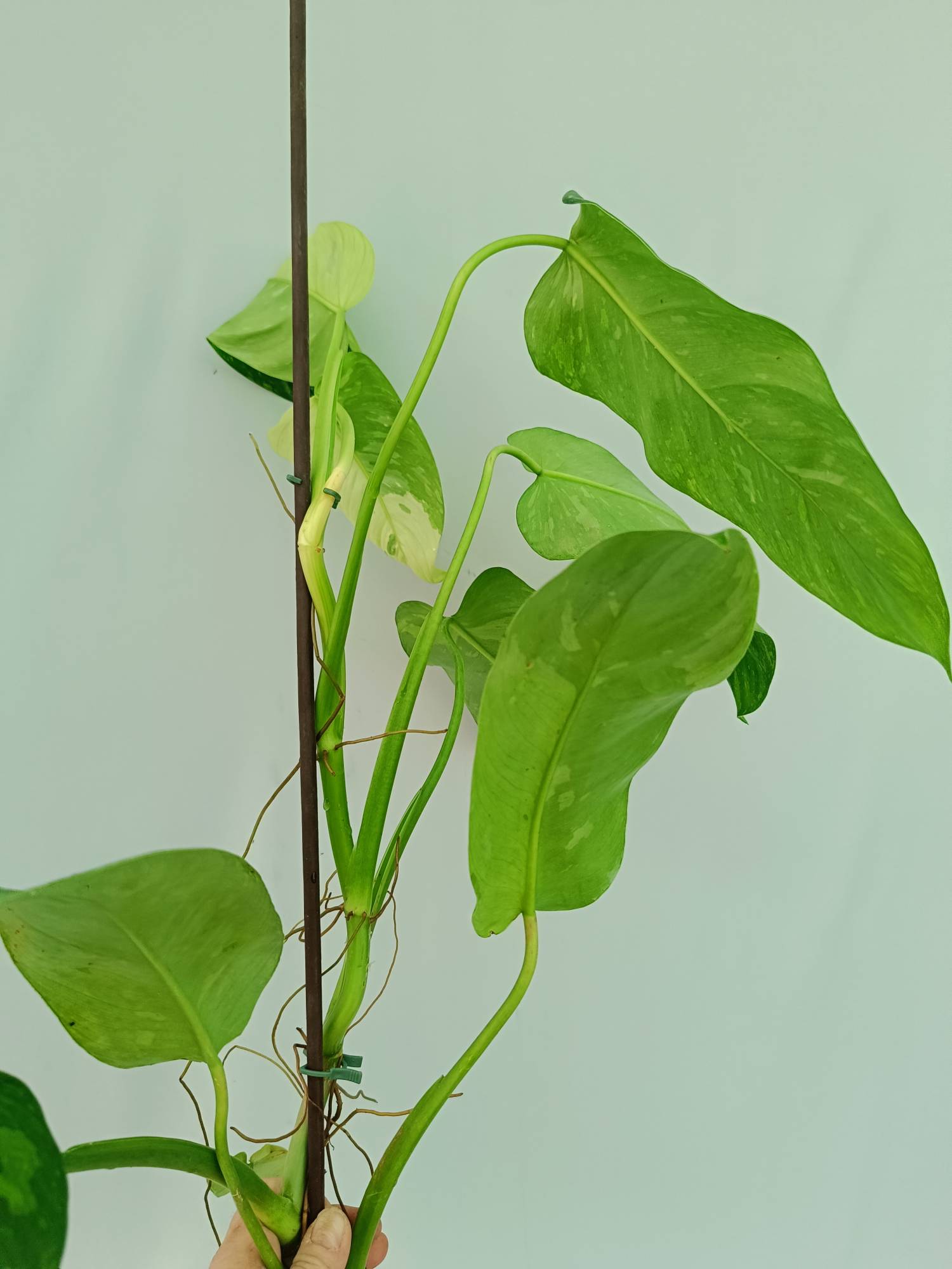 Philodendron Jose Buono variegata