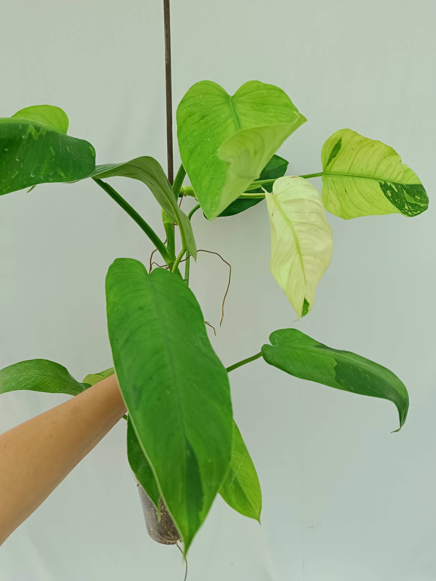 Philodendron Jose Buono variegata