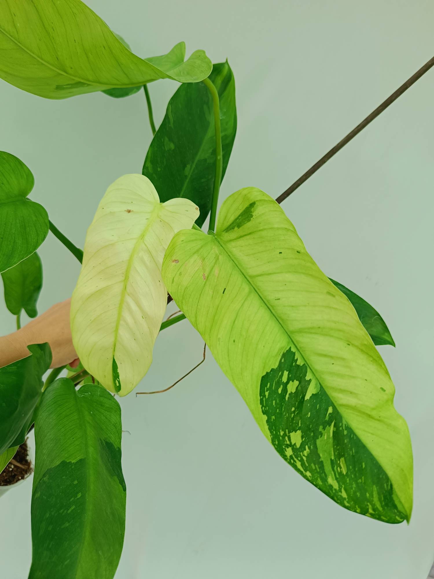 Philodendron Jose Buono variegata