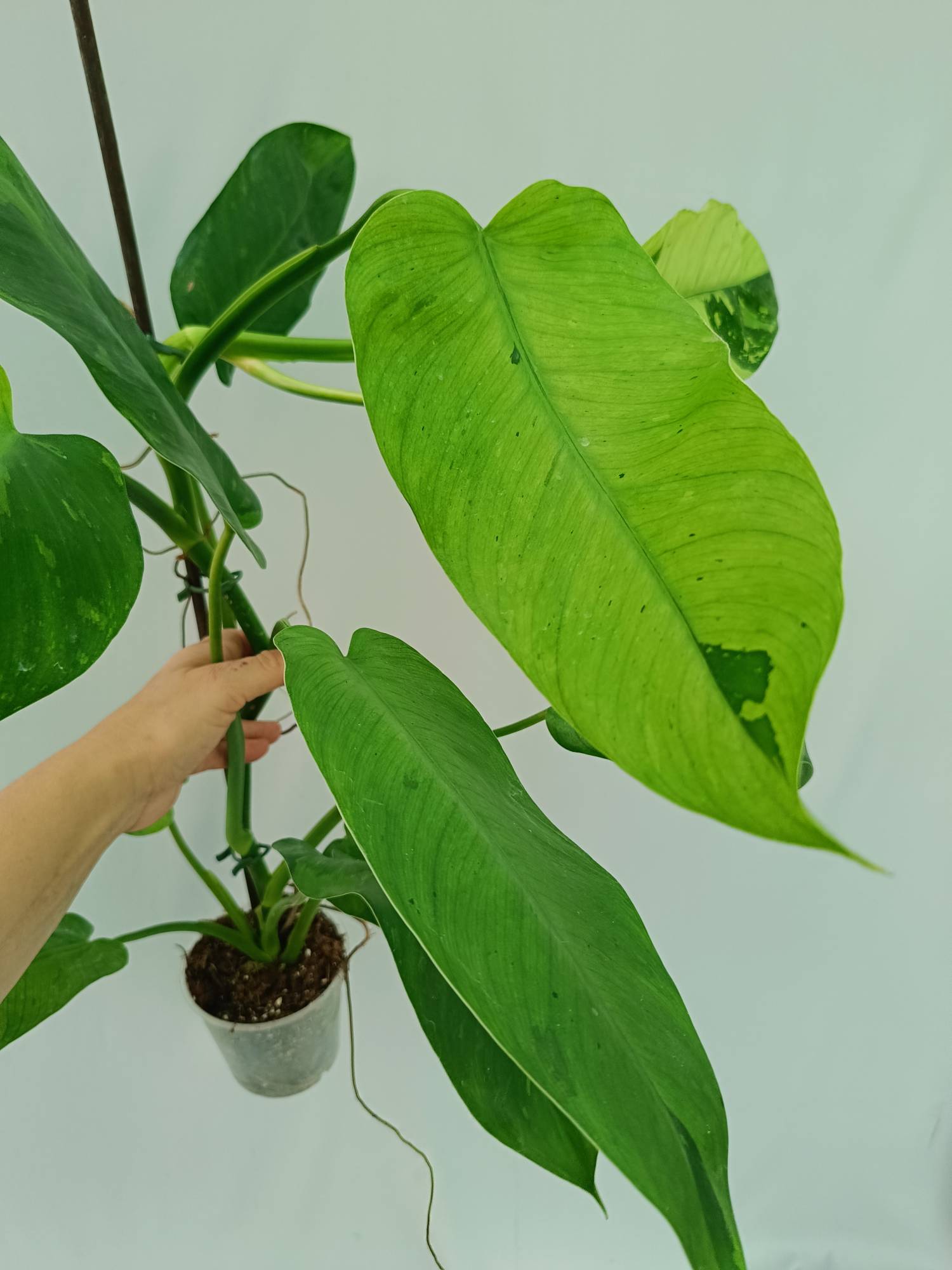 Philodendron Jose Buono variegata