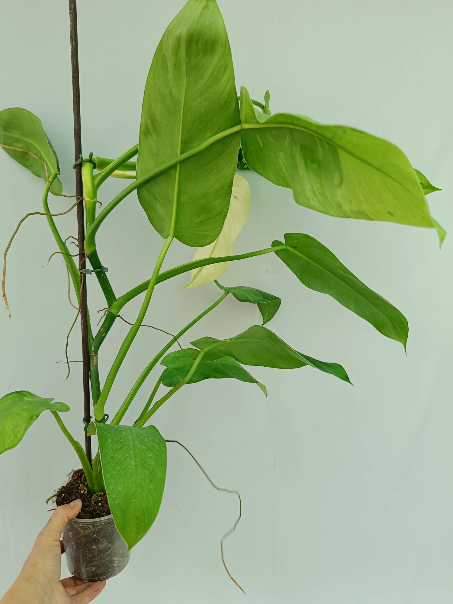 Philodendron Jose Buono variegata