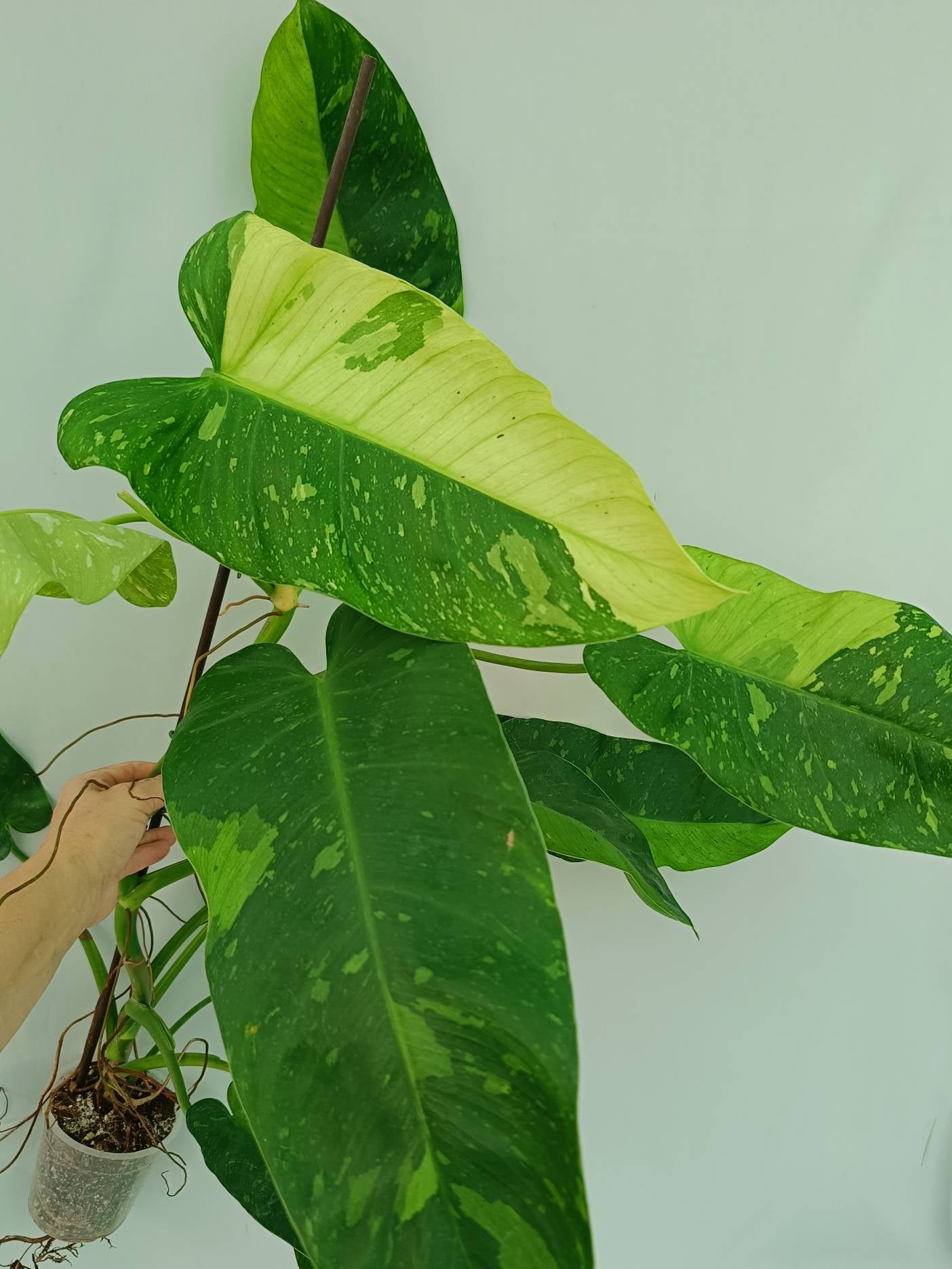 Philodendron Jose Buono variegata