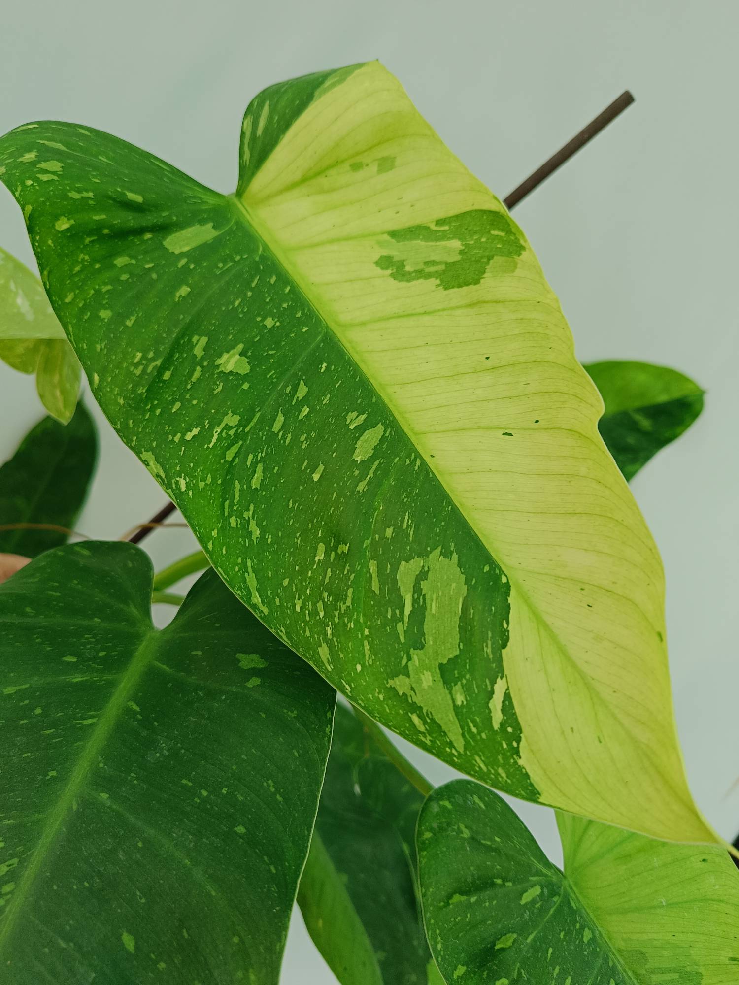 Philodendron Jose Buono variegata