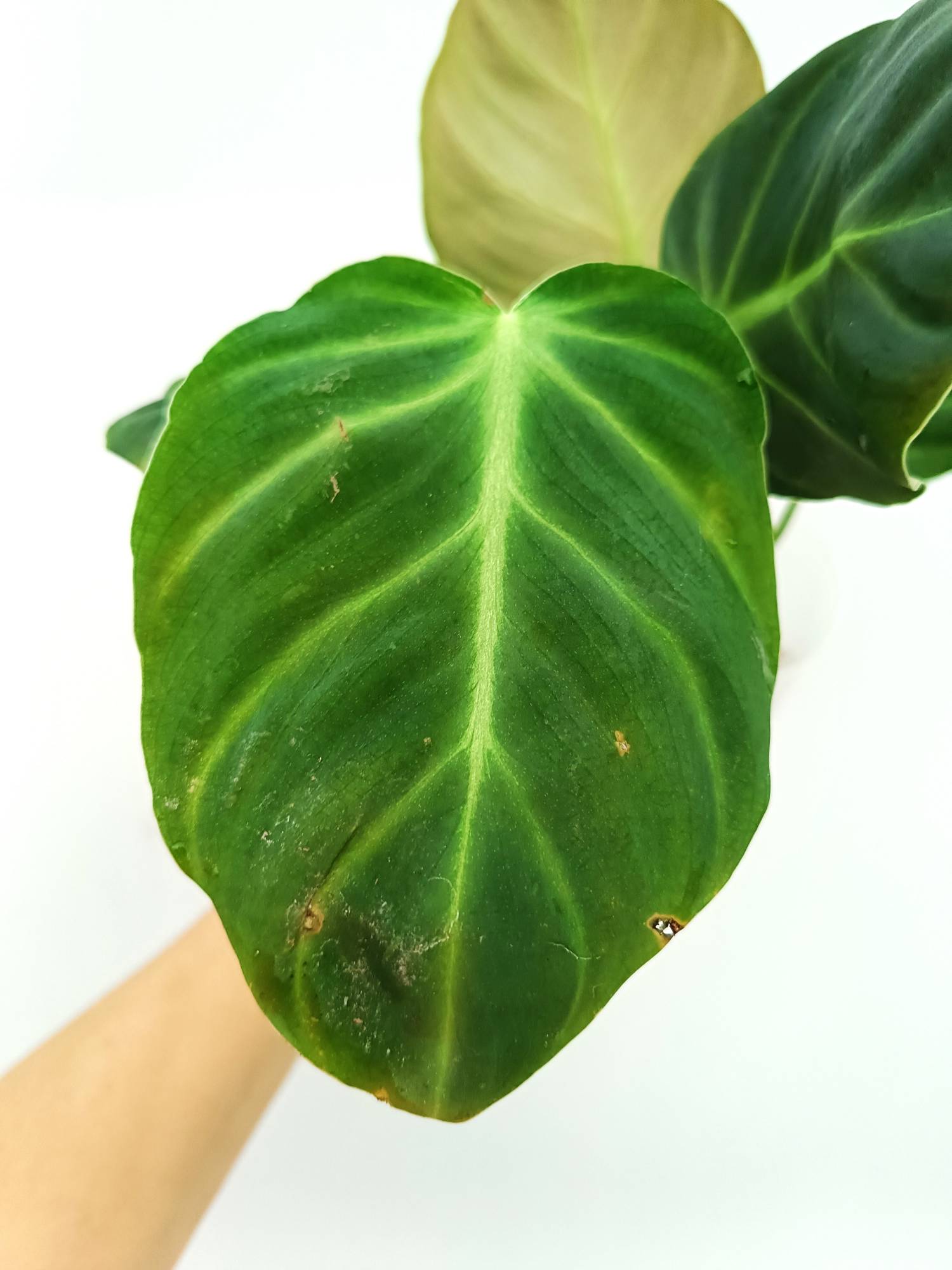 Philodendron Luxurians