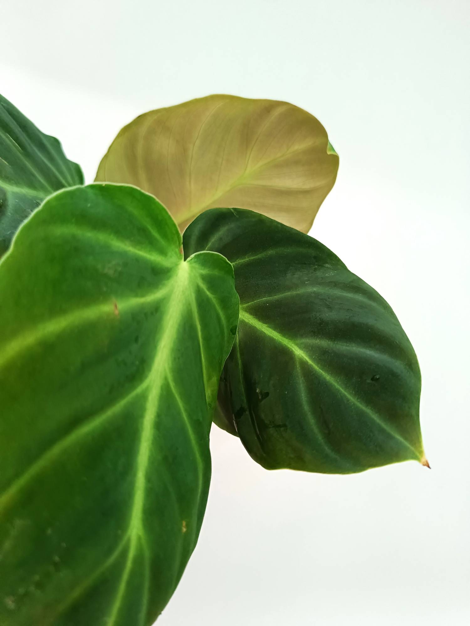 Philodendron Luxurians