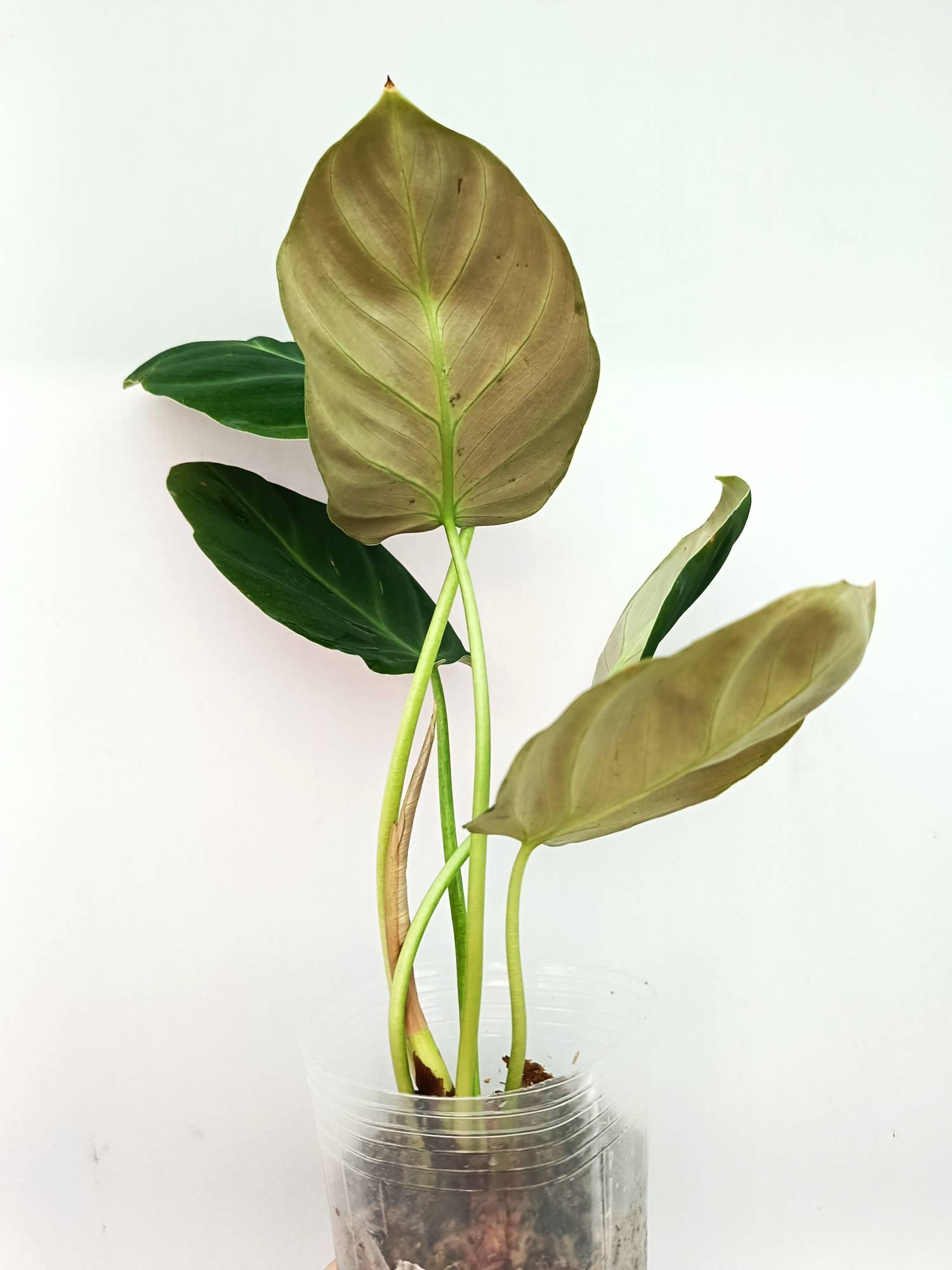 Philodendron Luxurians