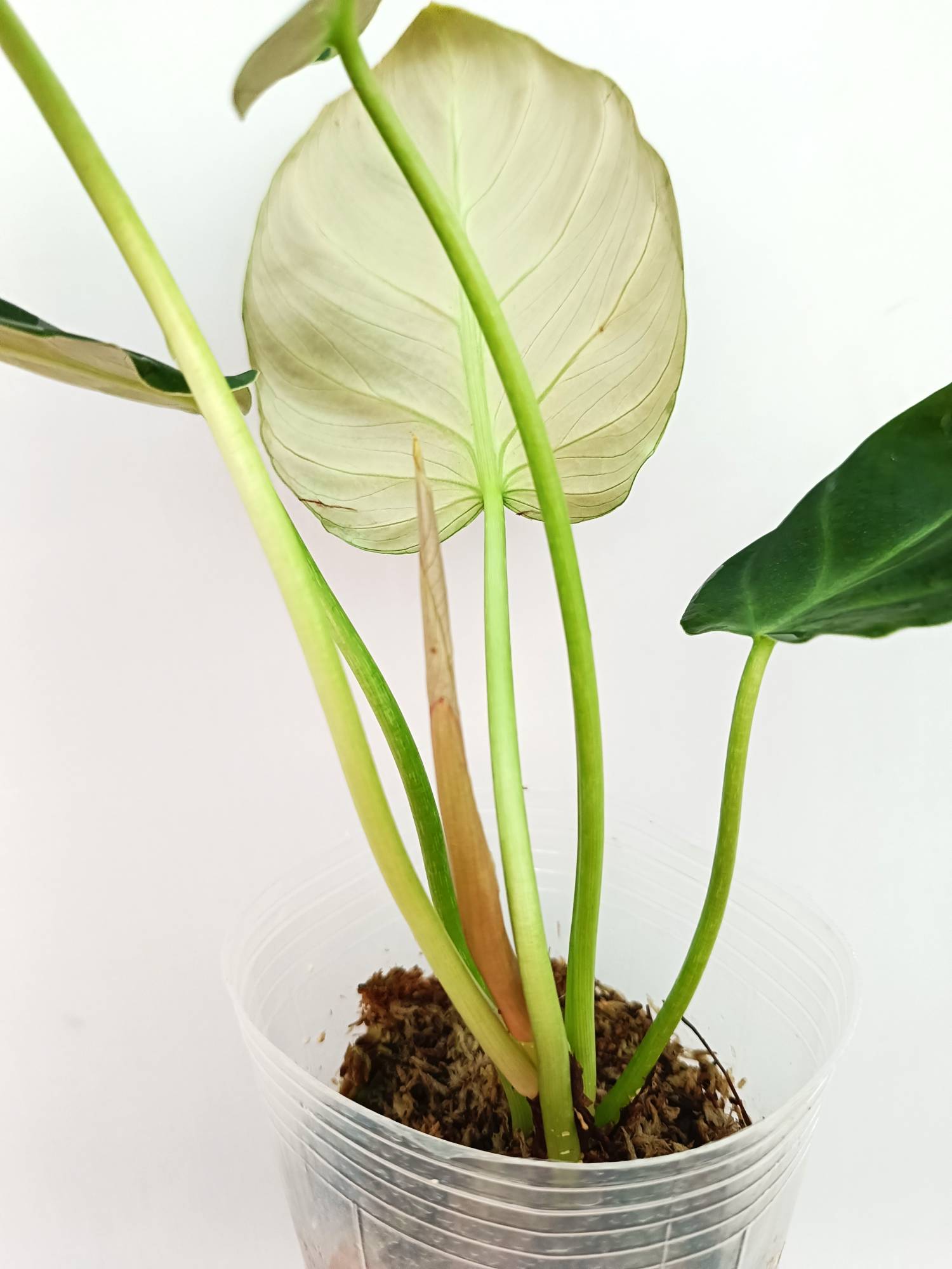 Philodendron Luxurians