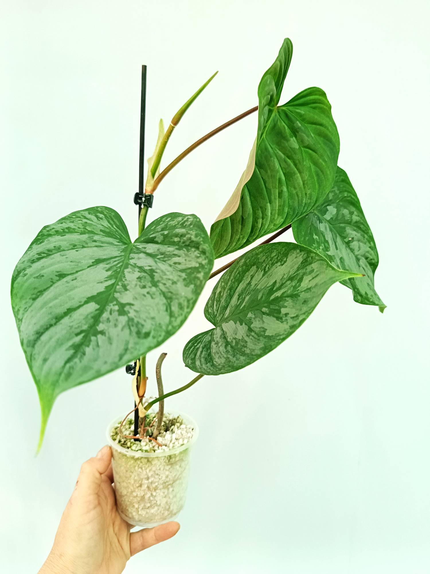 green majesty philodendron Philodendron Majestic (young plant)