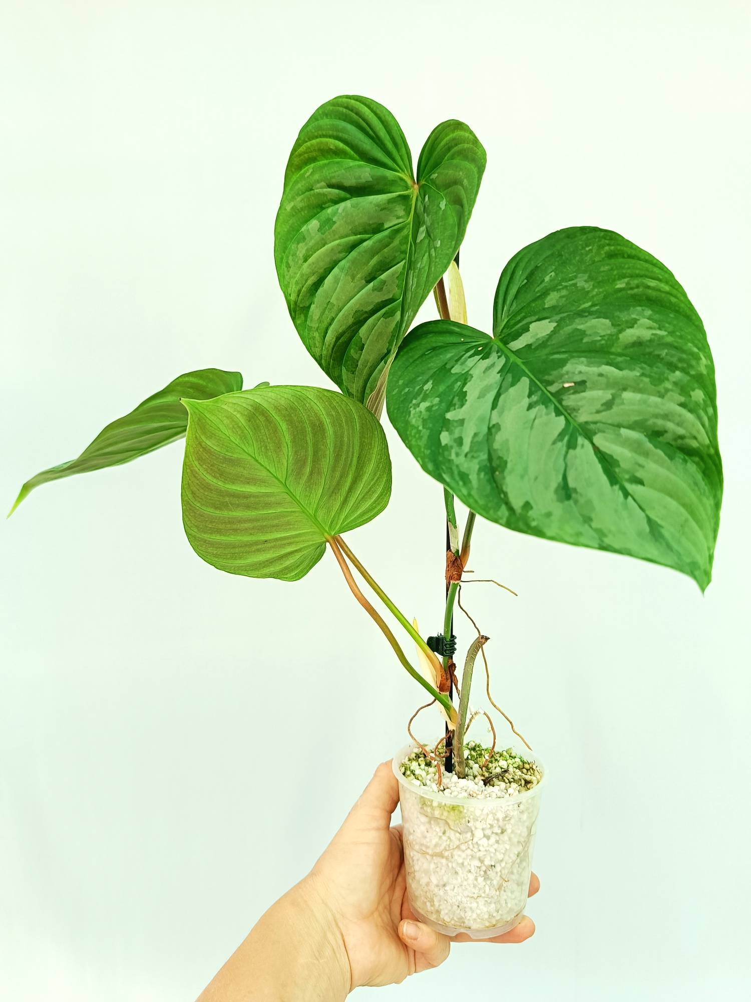 philodendron majesty for sale Philodendron Majestic (young plant)