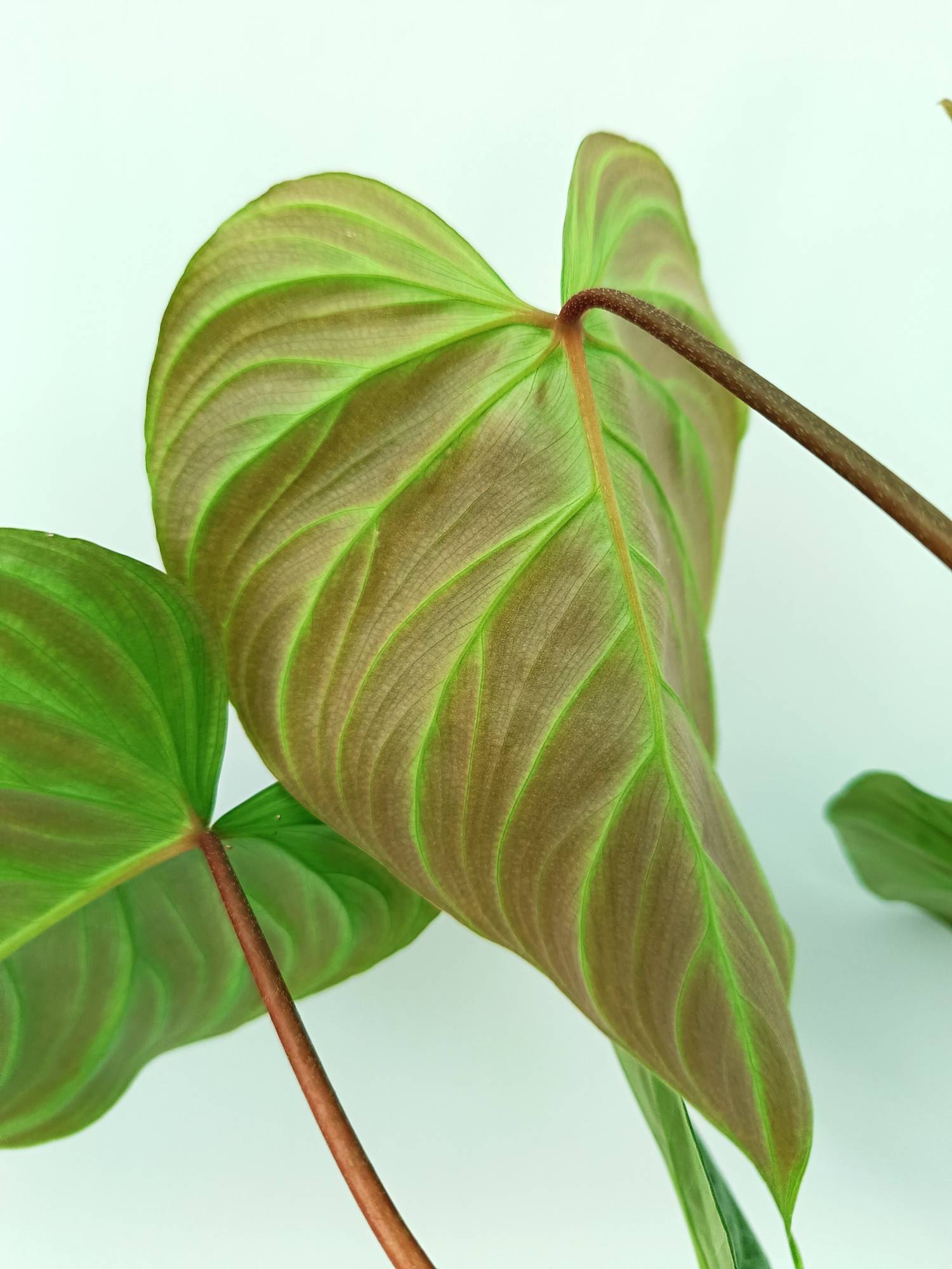 Philodendron Majestic
