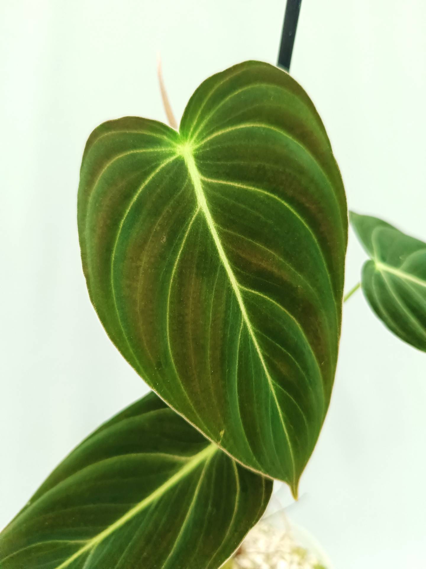 Philodendron Melanochrysum