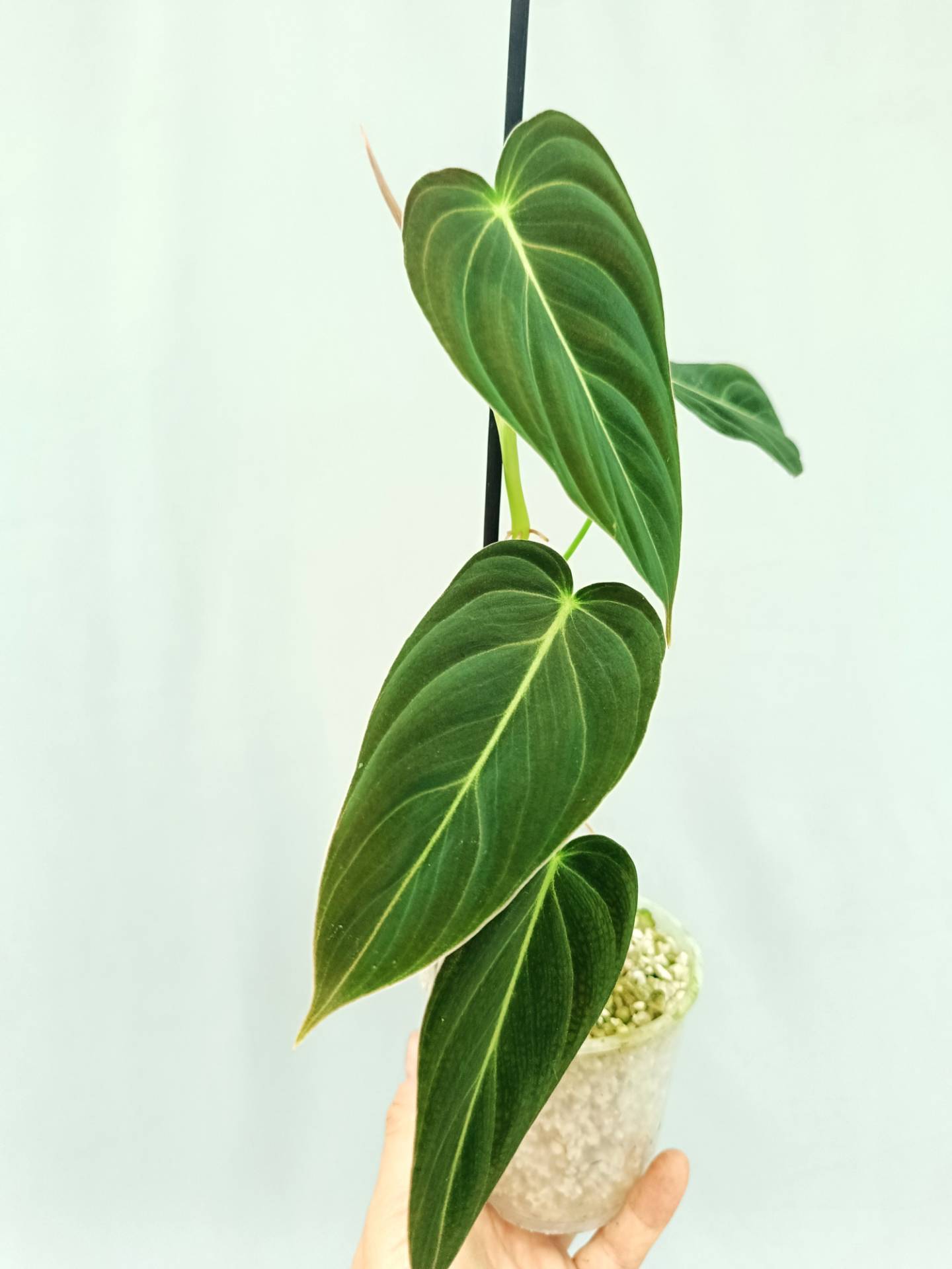Philodendron Melanochrysum
