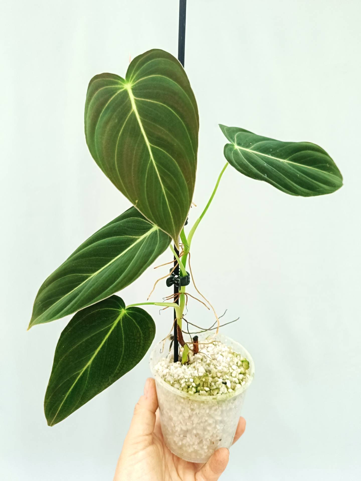 Philodendron Melanochrysum