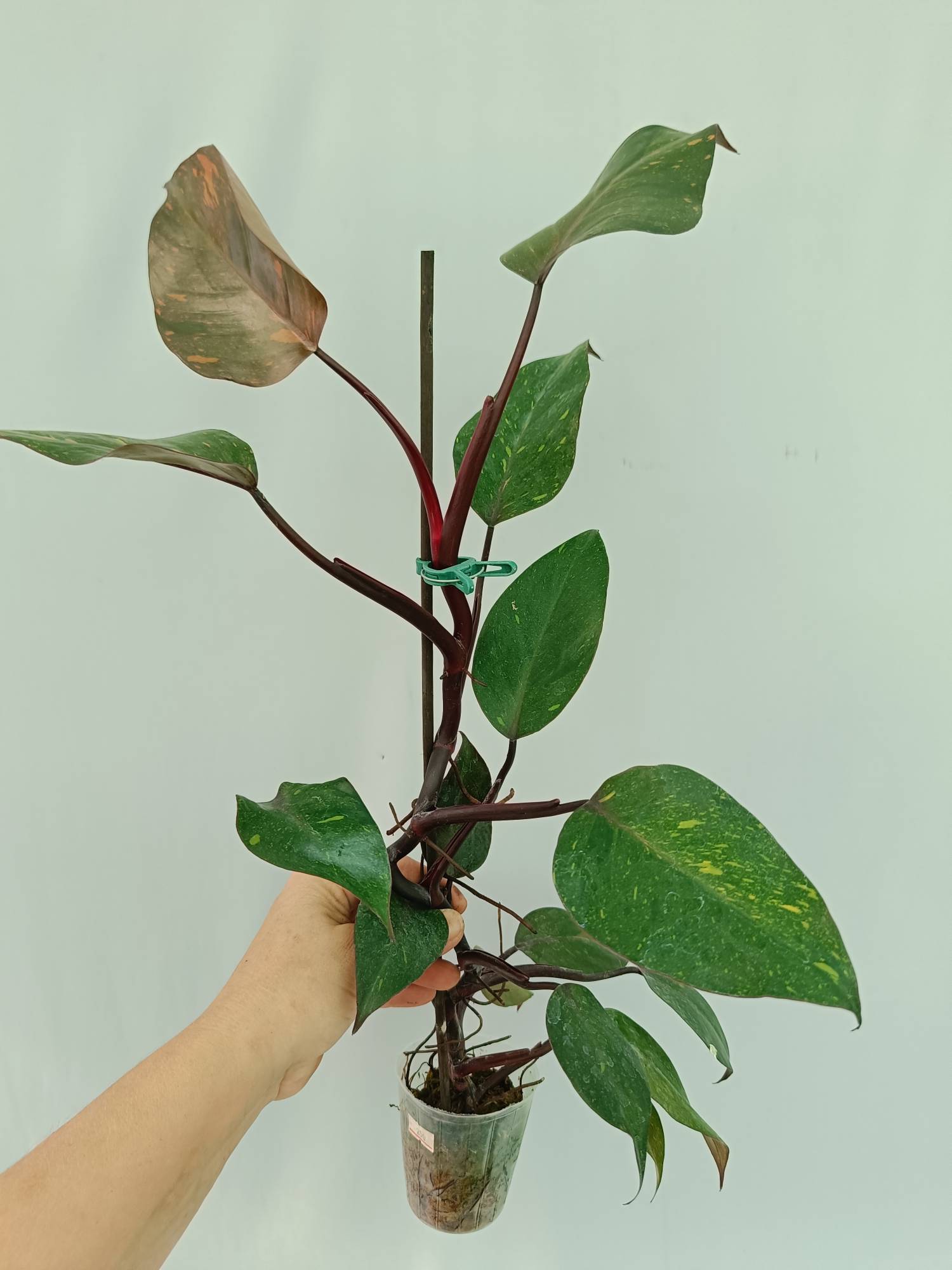 Philodendron Orange Princess