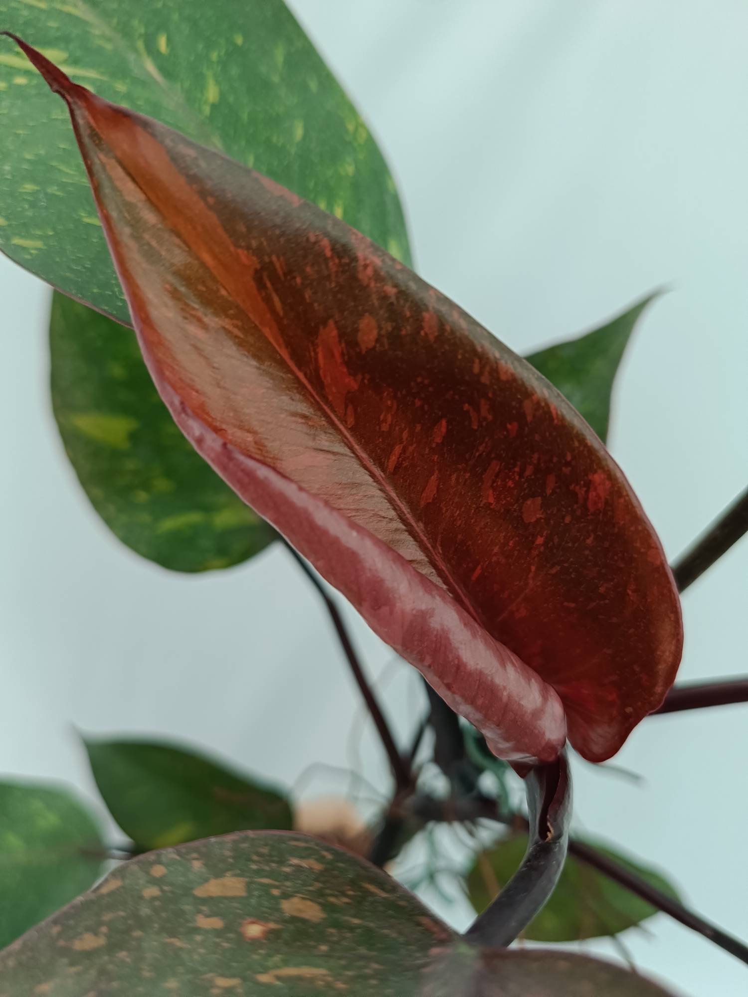 Philodendron Orange Princess